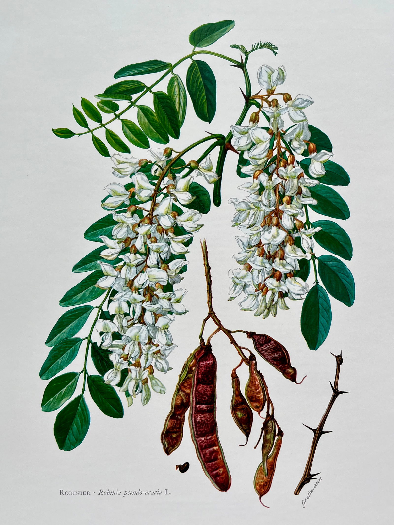 BOTANICAL PRINT: FRENCH TEXT IN VERSO. SIZE: 10.5 X 7.5 INCHES. UNFRAMED. PRINTED IN 1957. SHIPPING IN THE U.S VIA USPS PRIORITY MAIL $16. WE COMBINE SHIPPING.