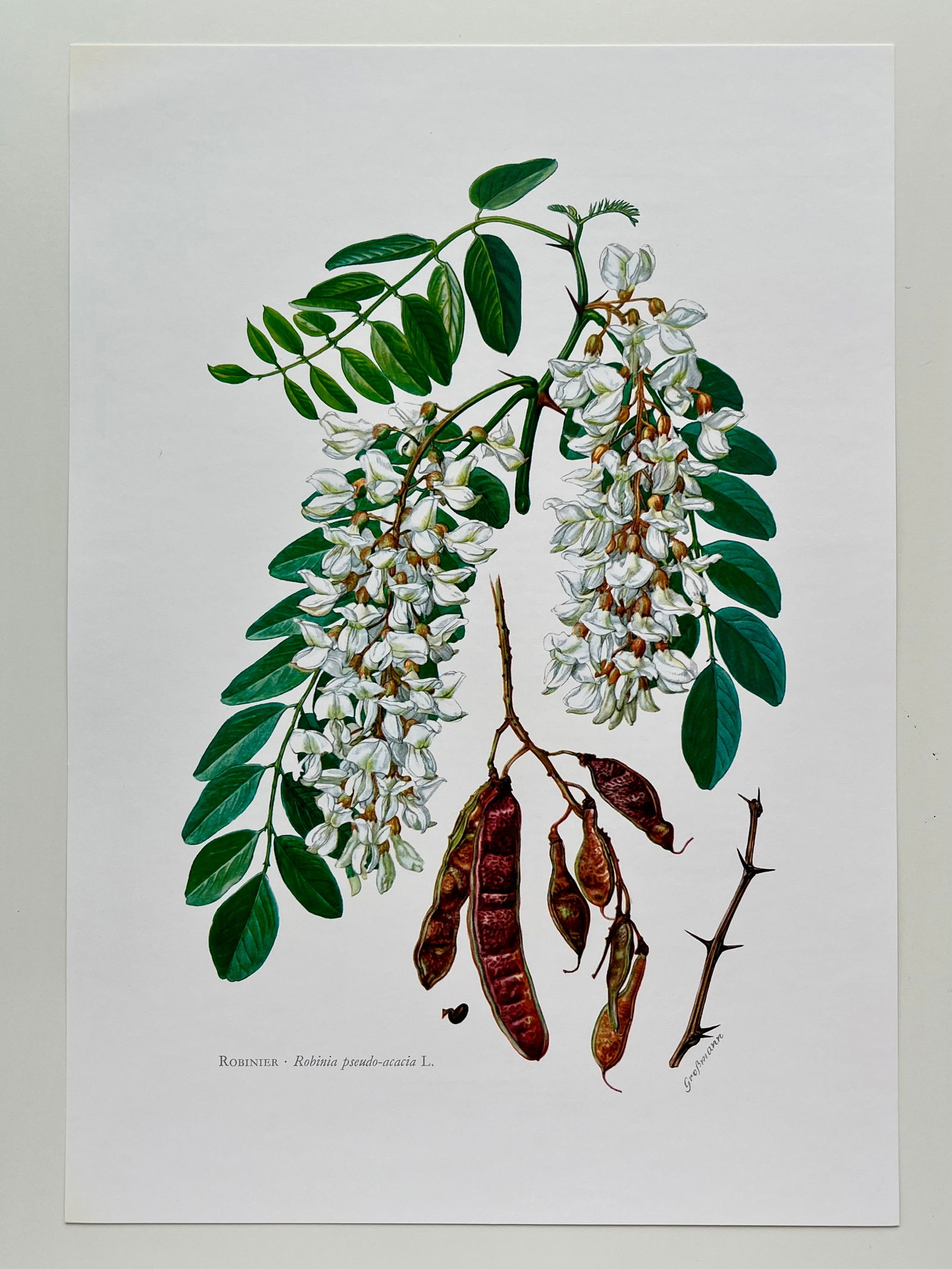BOTANICAL PRINT - 2