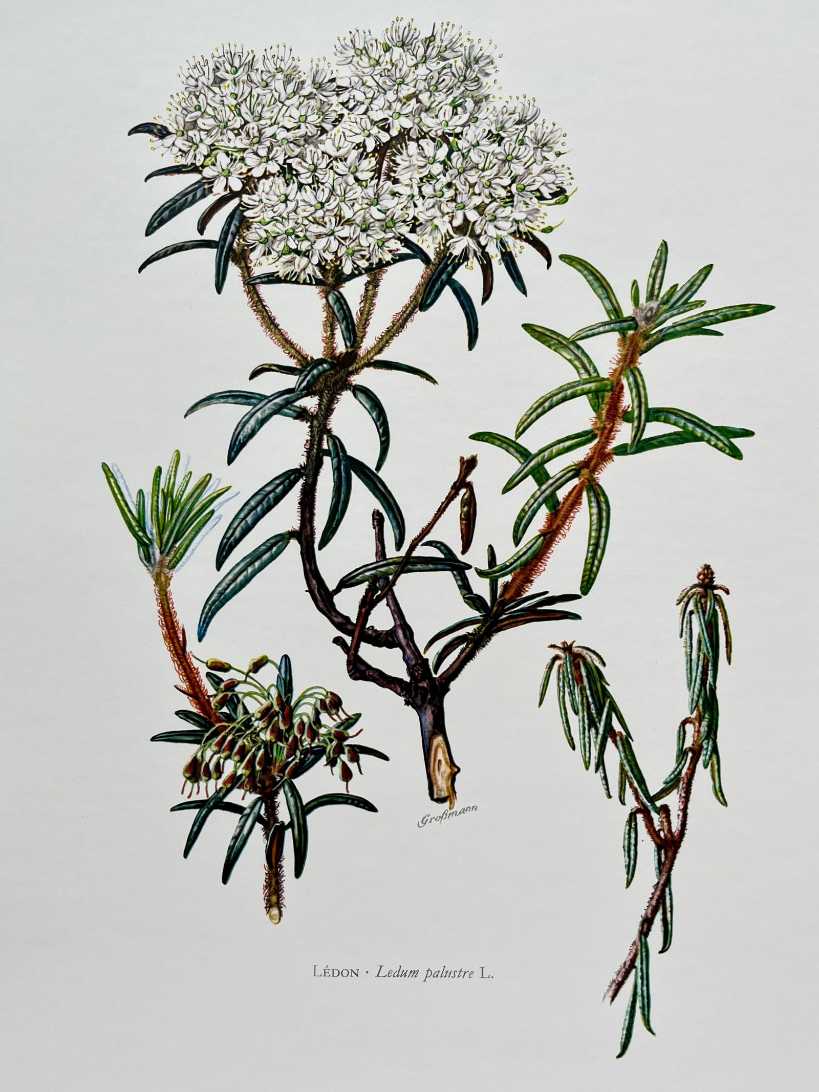 BOTANICAL PRINT: FRENCH TEXT IN VERSO. SIZE: 10.5 X 7.5 INCHES. UNFRAMED. PRINTED IN 1957. SHIPPING IN THE U.S VIA USPS PRIORITY MAIL $16. WE COMBINE SHIPPING.