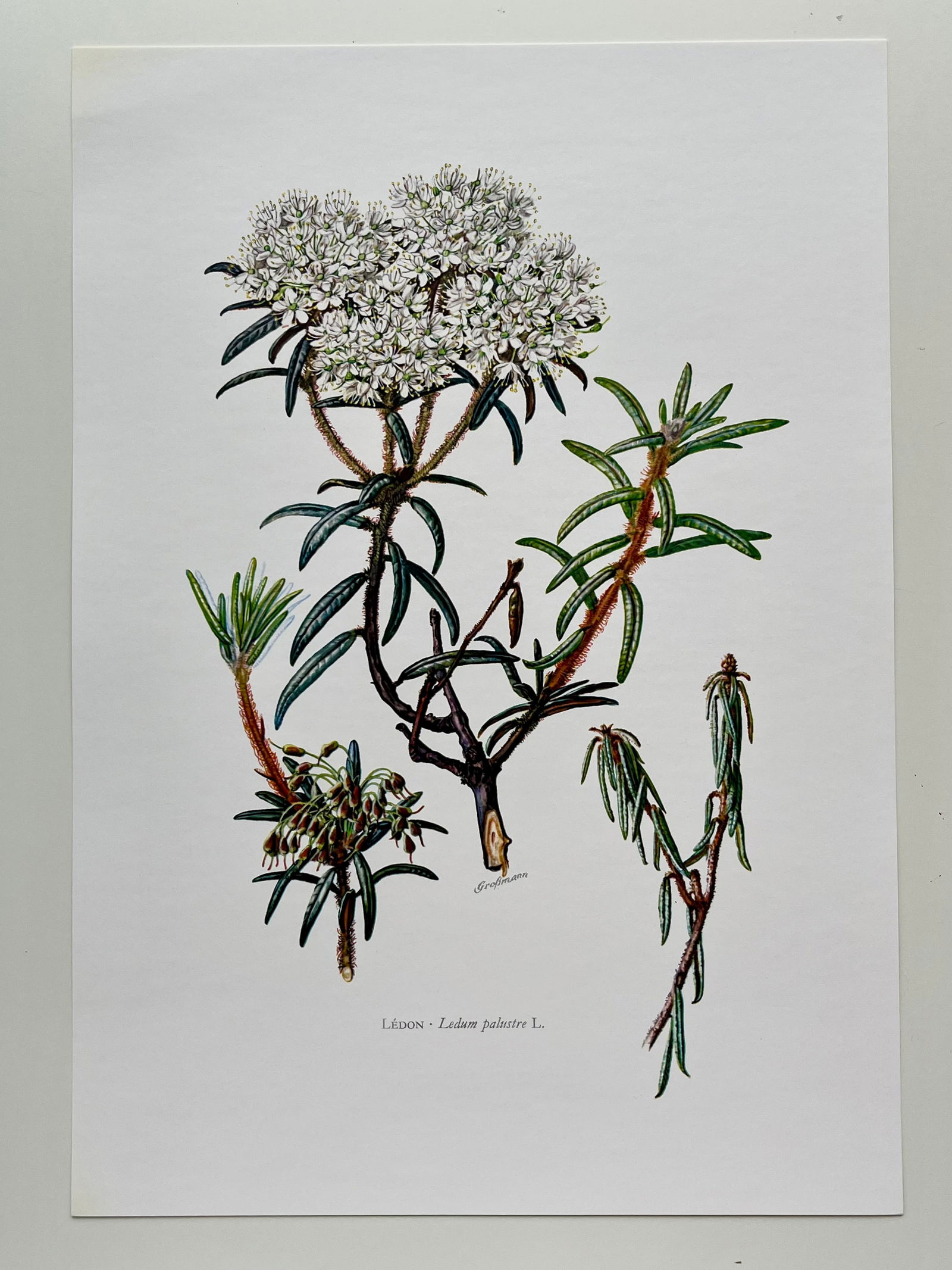 BOTANICAL PRINT - 2
