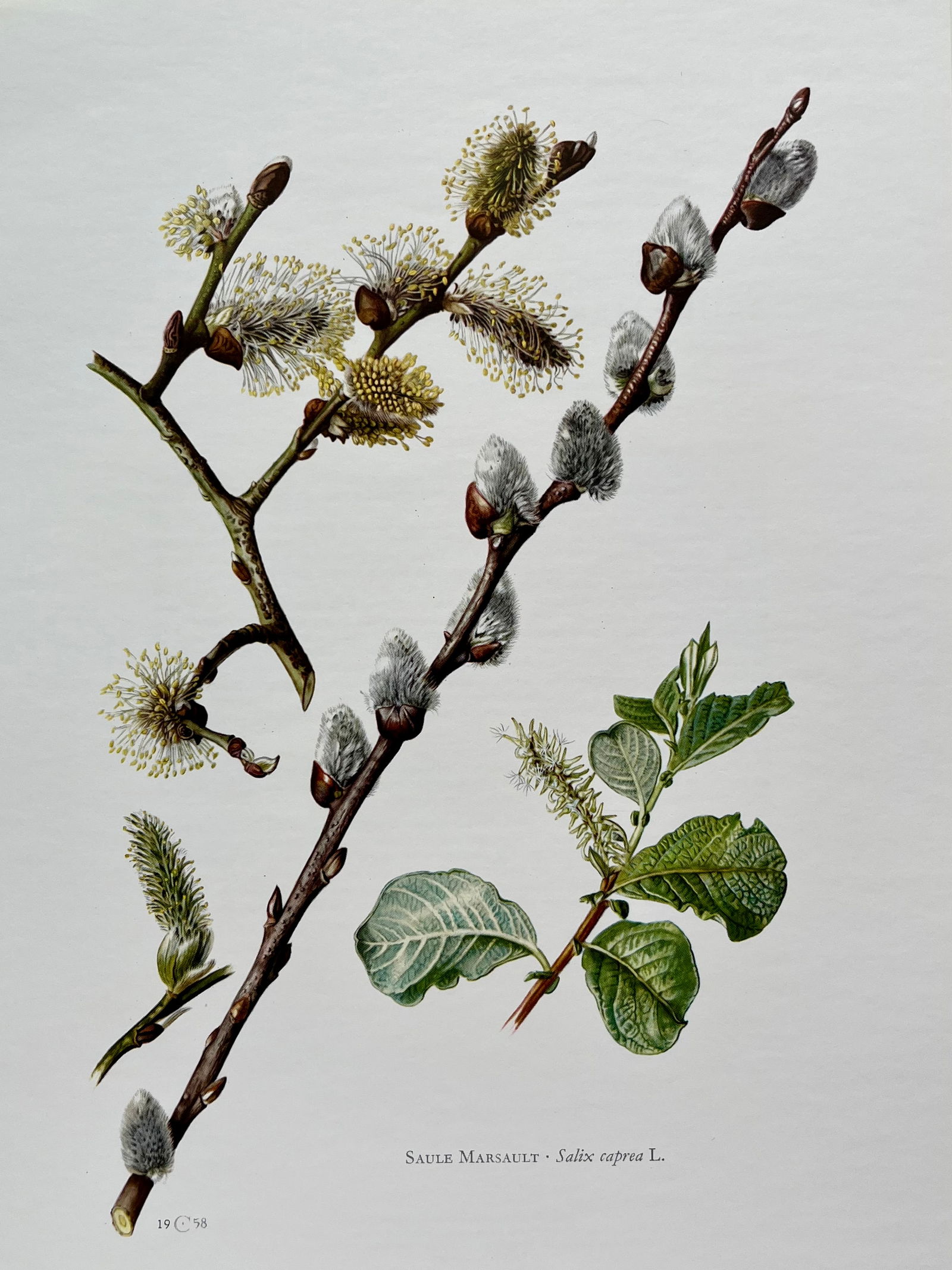 BOTANICAL PRINT: FRENCH TEXT IN VERSO. SIZE: 10.5 X 7.5 INCHES. UNFRAMED. PRINTED IN 1957. SHIPPING IN THE U.S VIA USPS PRIORITY MAIL $16. WE COMBINE SHIPPING.