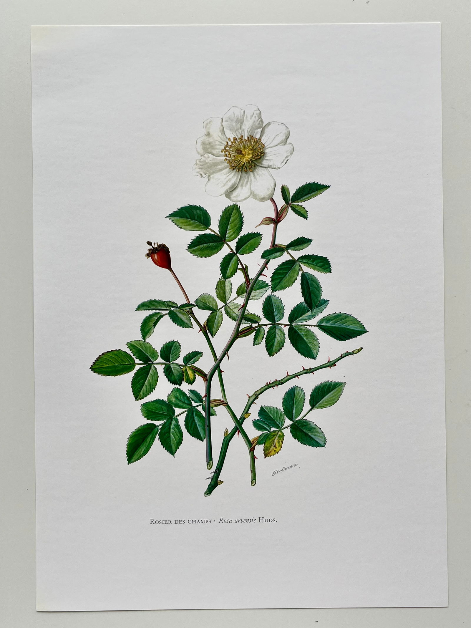 BOTANICAL PRINT - 2