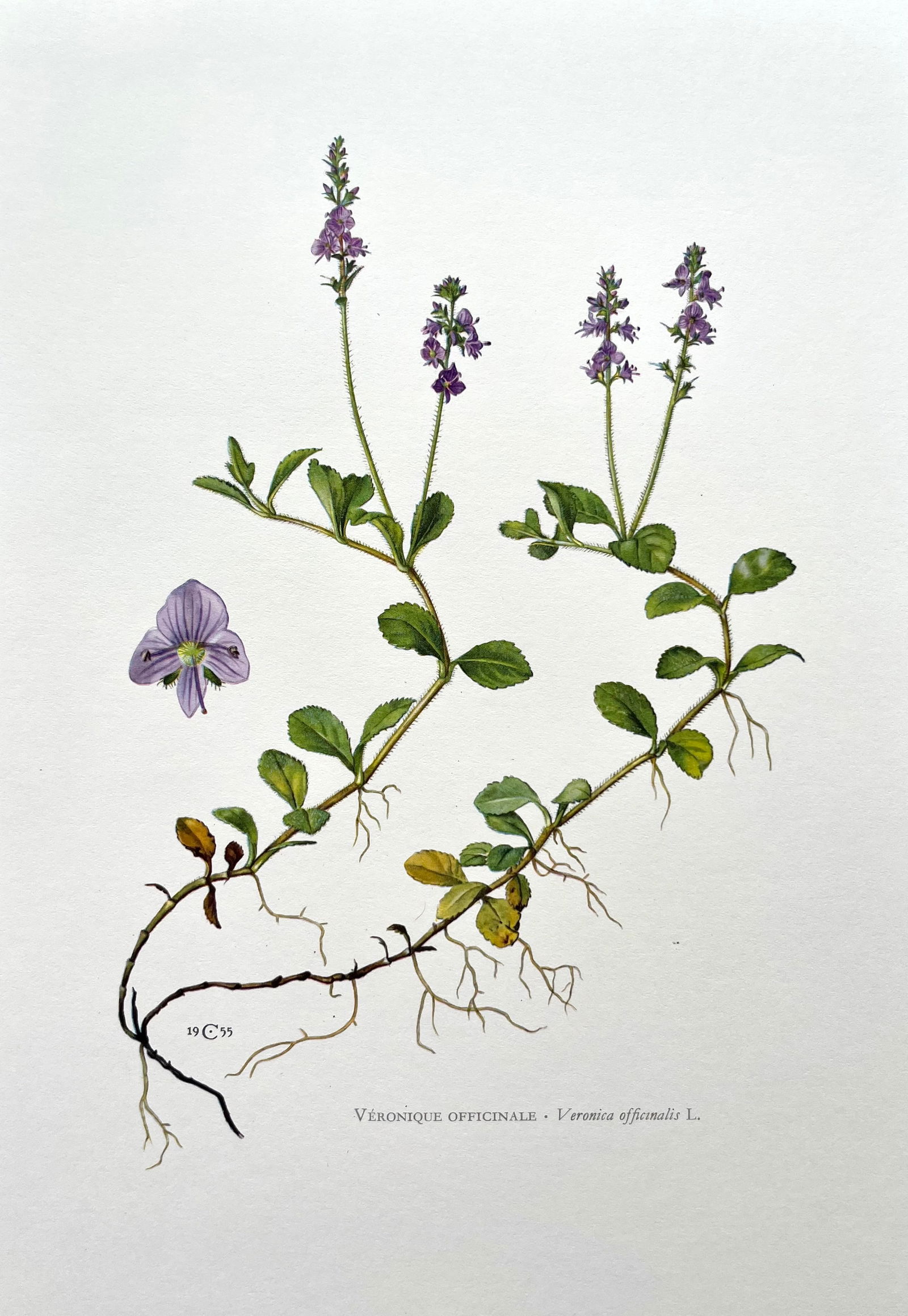 BOTANICAL PRINT: FRENCH TEXT IN VERSO. SIZE: 10.5 X 7.5 INCHES. UNFRAMED. PRINTED IN 1957. SHIPPING IN THE U.S VIA USPS PRIORITY MAIL $16. WE COMBINE SHIPPING.