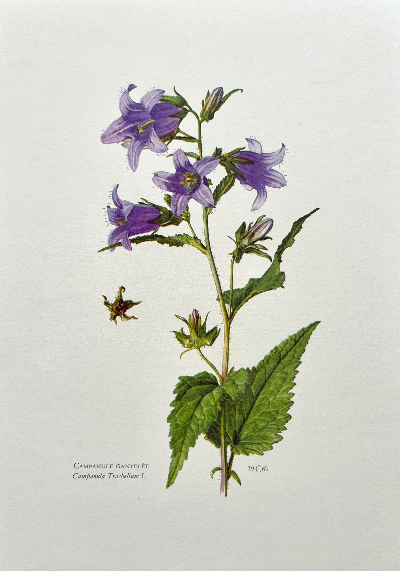 BOTANICAL PRINT: FRENCH TEXT IN VERSO. SIZE: 10.5 X 7.5 INCHES. UNFRAMED. PRINTED IN 1957. SHIPPING IN THE U.S VIA USPS PRIORITY MAIL $16. WE COMBINE SHIPPING.