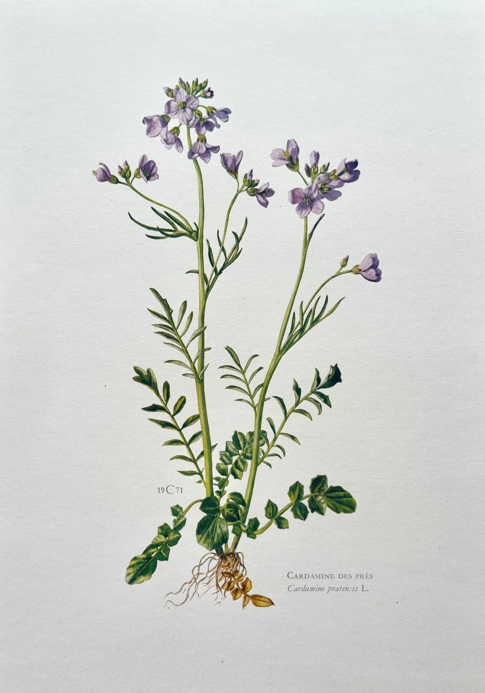 BOTANICAL PRINT: FRENCH TEXT IN VERSO. SIZE: 10.5 X 7.5 INCHES. UNFRAMED. PRINTED IN 1957. SHIPPING IN THE U.S VIA USPS PRIORITY MAIL $16. WE COMBINE SHIPPING.