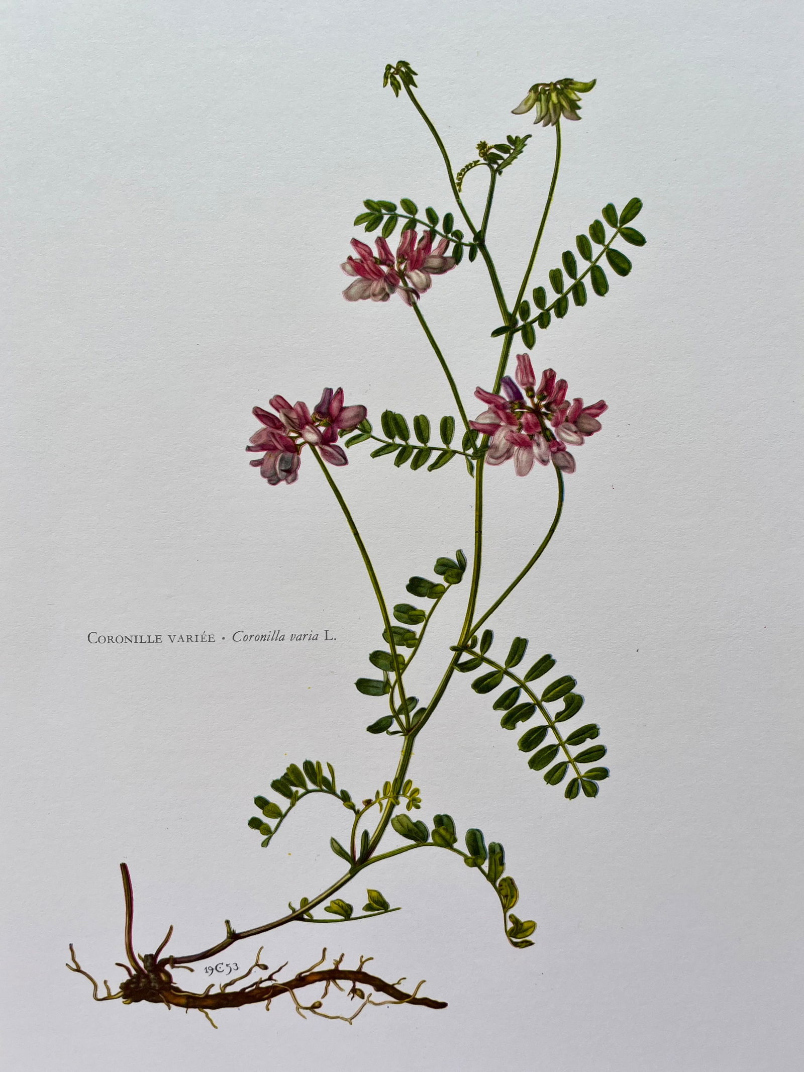 BOTANICAL PRINT: FRENCH TEXT IN VERSO. SIZE: 10.5 X 7.5 INCHES. UNFRAMED. PRINTED IN 1957. SHIPPING IN THE U.S VIA USPS PRIORITY MAIL $16. WE COMBINE SHIPPING.