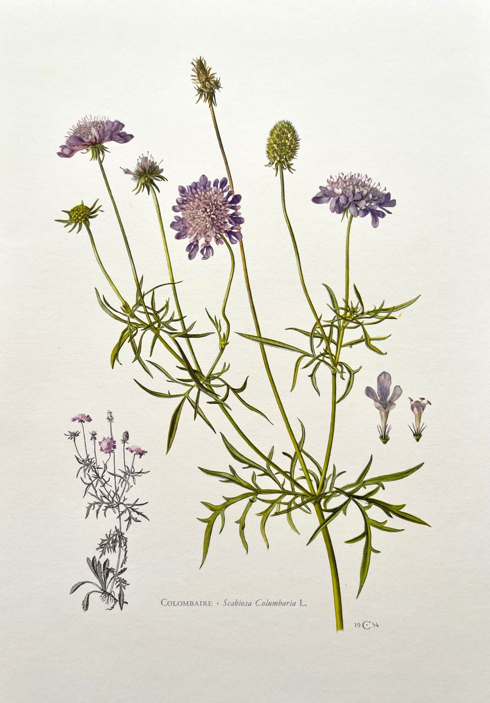 BOTANICAL PRINT (1 of 2)