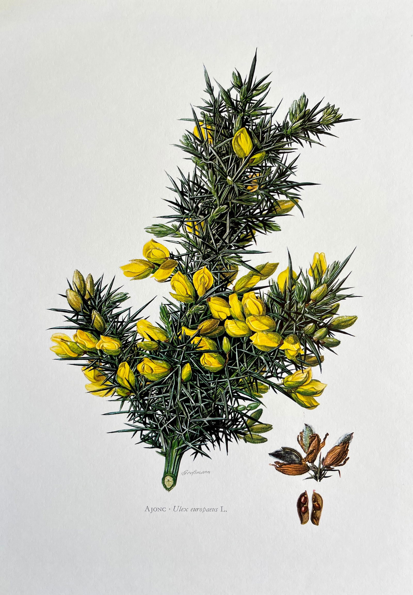 BOTANICAL PRINT: FRENCH TEXT IN VERSO. SIZE: 10.5 X 7.5 INCHES. UNFRAMED. PRINTED IN 1957. SHIPPING IN THE U.S VIA USPS PRIORITY MAIL $16. WE COMBINE SHIPPING.