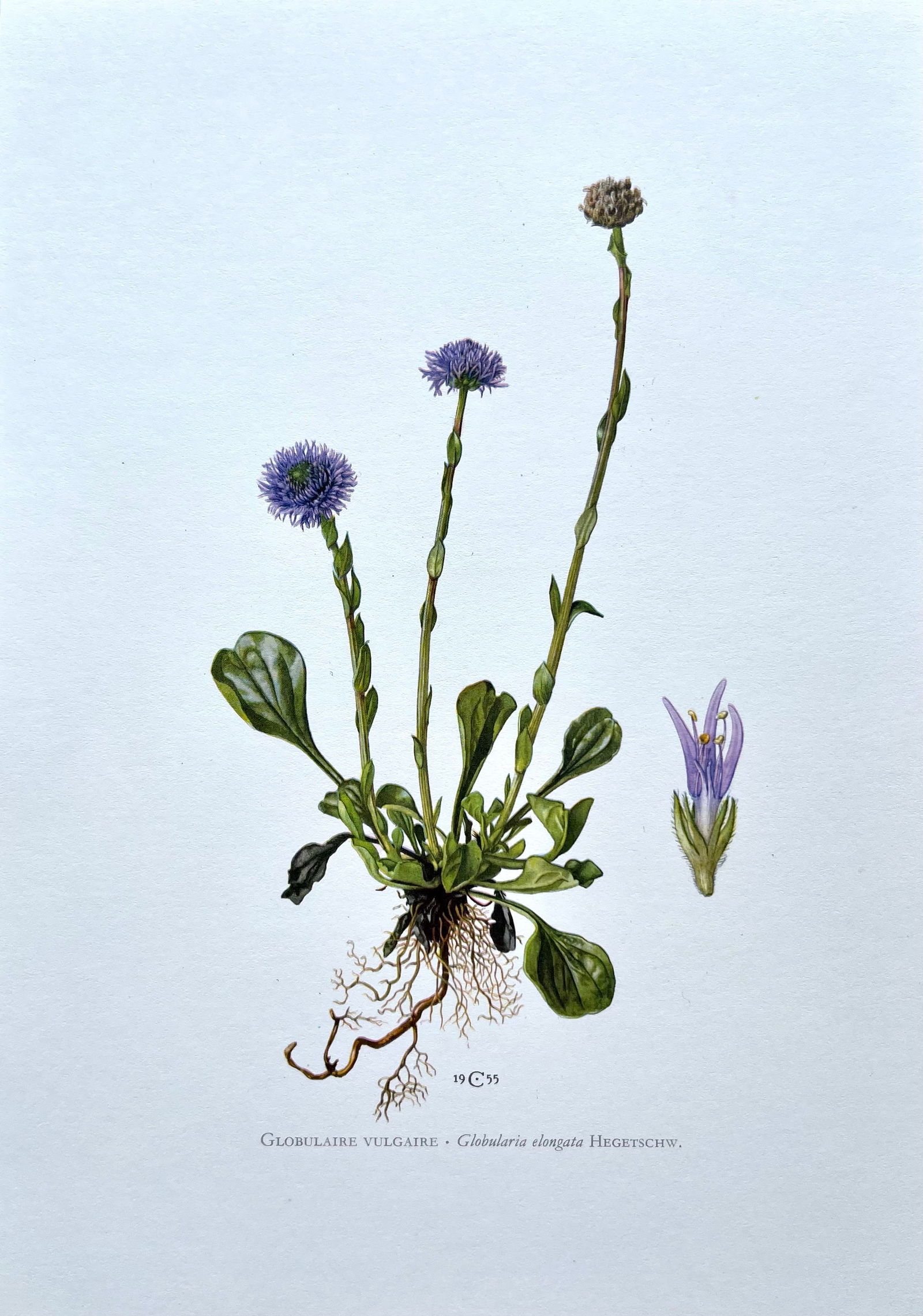 BOTANICAL PRINT: FRENCH TEXT IN VERSO. SIZE: 10.5 X 7.5 INCHES. UNFRAMED. PRINTED IN 1957. SHIPPING IN THE U.S VIA USPS PRIORITY MAIL $16. WE COMBINE SHIPPING.