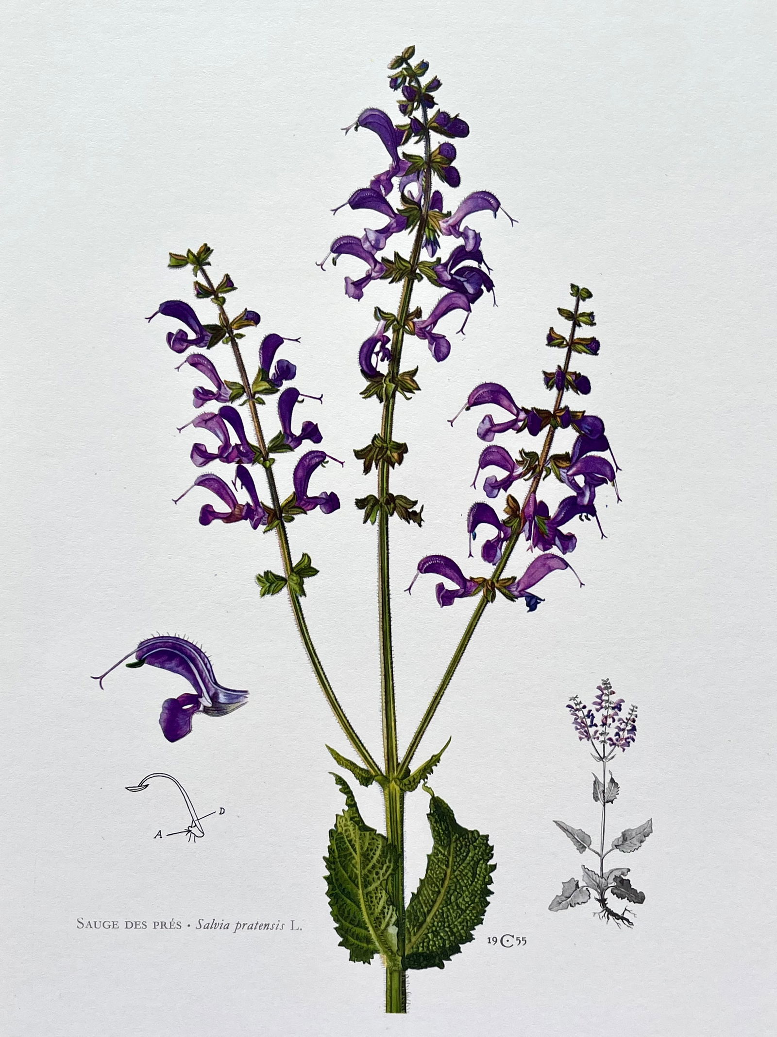 BOTANICAL PRINT: FRENCH TEXT IN VERSO. SIZE: 10.5 X 7.5 INCHES. UNFRAMED. PRINTED IN 1957. SHIPPING IN THE U.S VIA USPS PRIORITY MAIL $16. WE COMBINE SHIPPING.