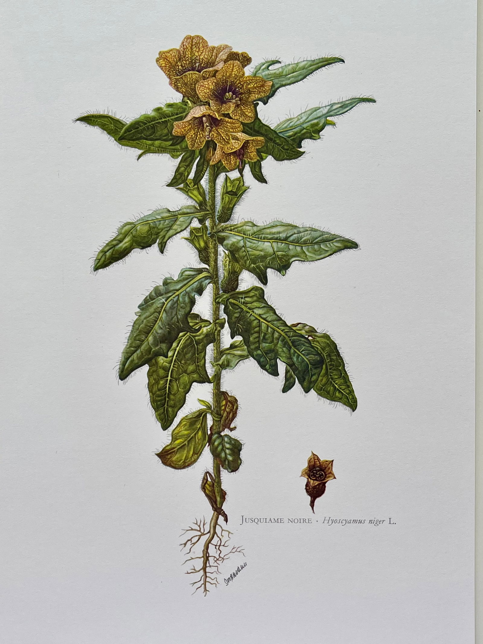 BOTANICAL PRINT: FRENCH TEXT IN VERSO. SIZE: 10.5 X 7.5 INCHES. UNFRAMED. PRINTED IN 1957. SHIPPING IN THE U.S VIA USPS PRIORITY MAIL $16. WE COMBINE SHIPPING.