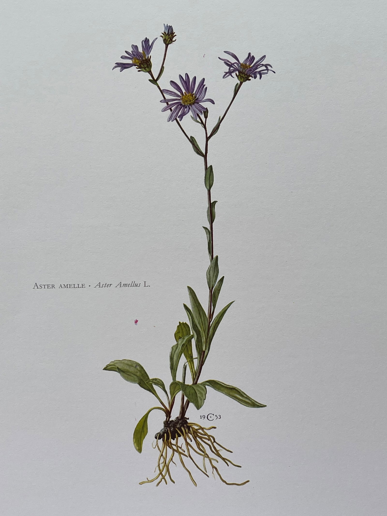 BOTANICAL PRINT: FRENCH TEXT IN VERSO. SIZE: 10.5 X 7.5 INCHES. UNFRAMED. PRINTED IN 1957. SHIPPING IN THE U.S VIA USPS PRIORITY MAIL $16. WE COMBINE SHIPPING.