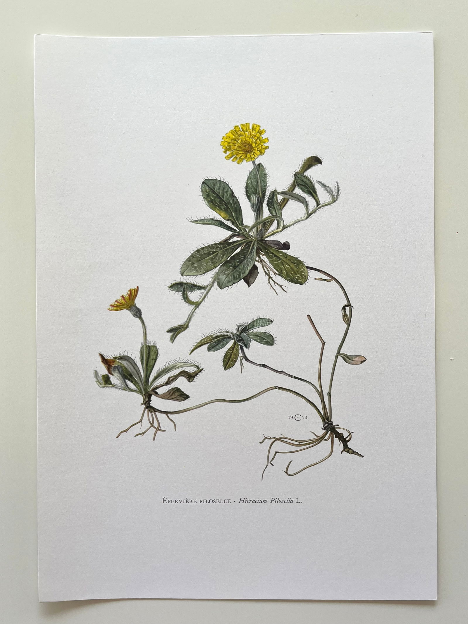 BOTANICAL PRINT - 2