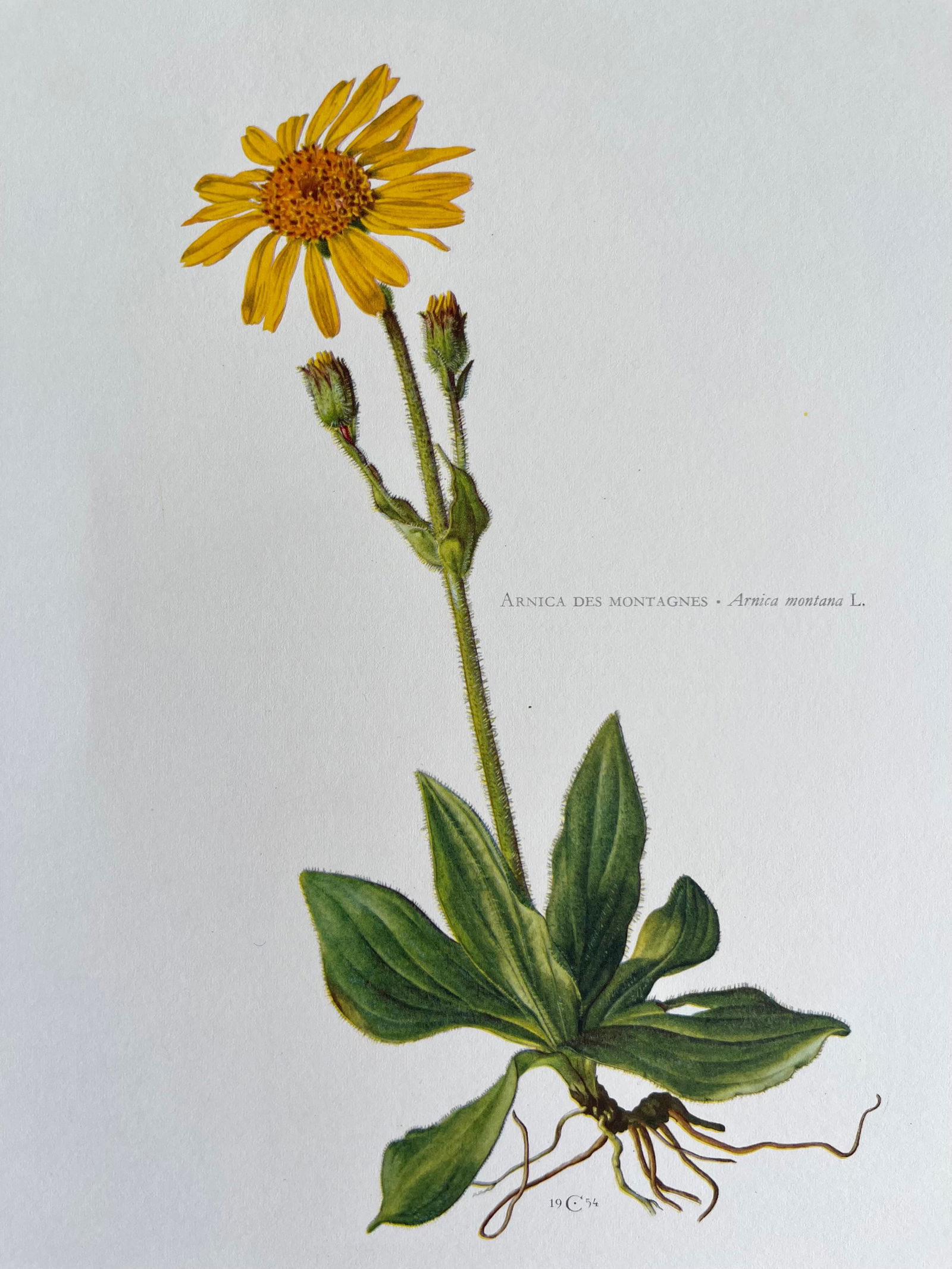 BOTANICAL PRINT: FRENCH TEXT IN VERSO. SIZE: 10.5 X 7.5 INCHES. UNFRAMED. PRINTED IN 1957. SHIPPING IN THE U.S VIA USPS PRIORITY MAIL $16. WE COMBINE SHIPPING.