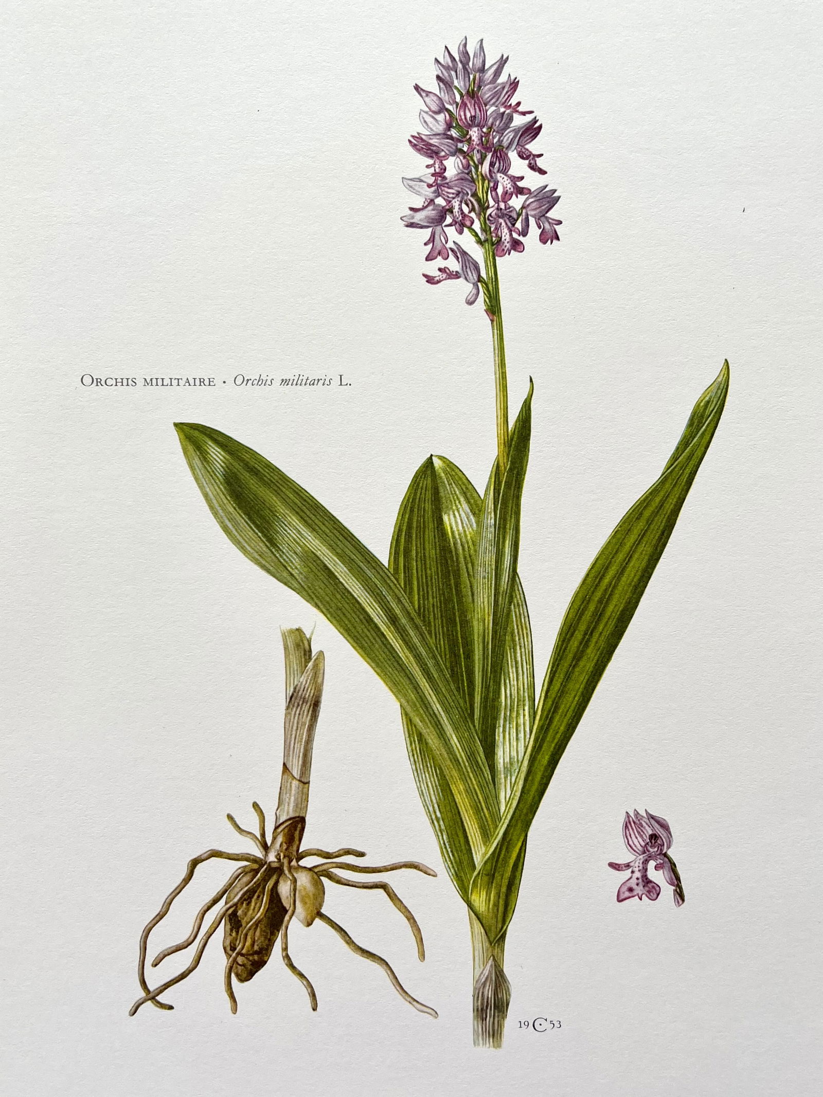 BOTANICAL PRINT: FRENCH TEXT IN VERSO. SIZE: 10.5 X 7.5 INCHES. UNFRAMED. PRINTED IN 1957. SHIPPING IN THE U.S VIA USPS PRIORITY MAIL $16. WE COMBINE SHIPPING.