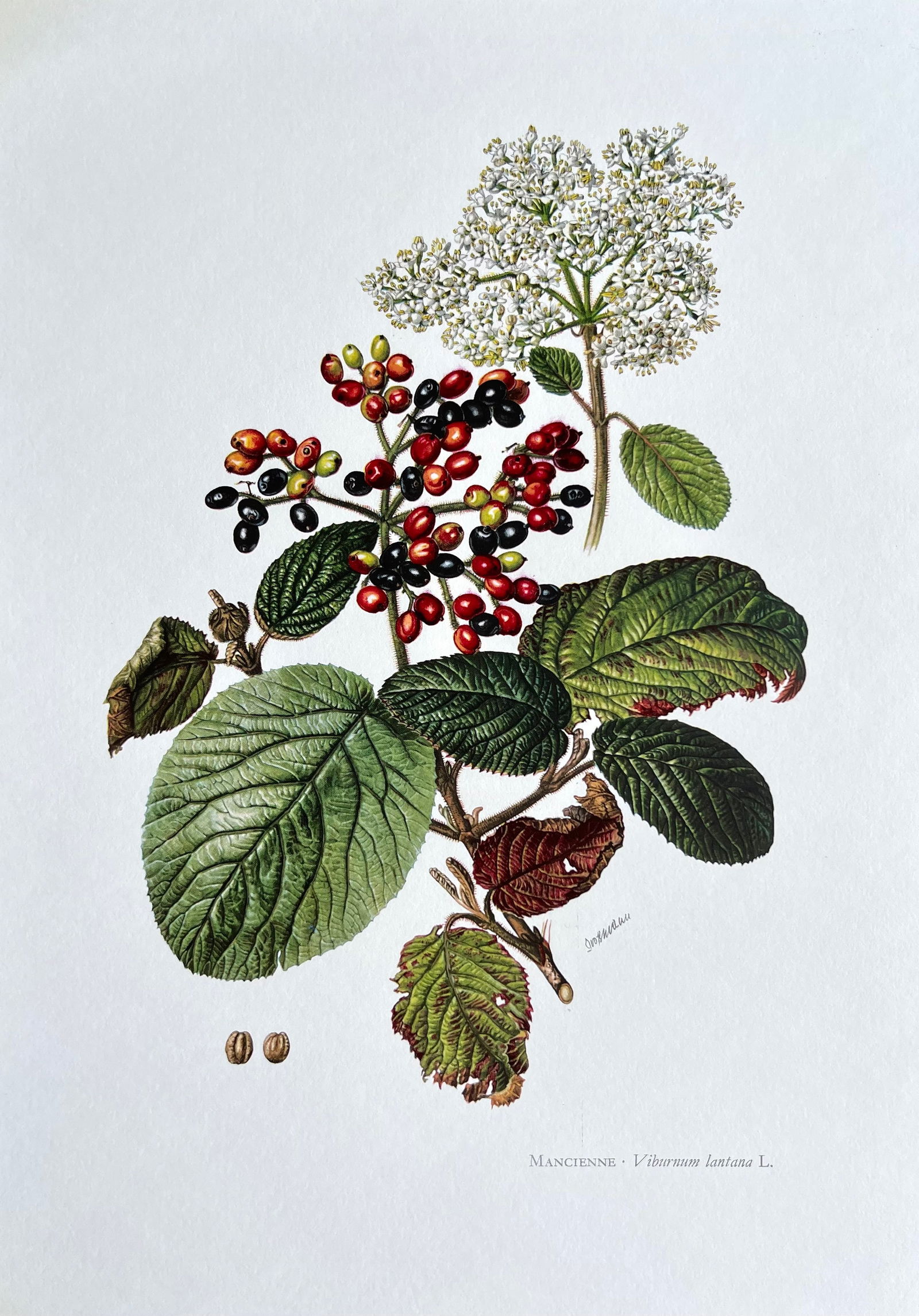 BOTANICAL PRINT: FRENCH TEXT IN VERSO. SIZE: 10.5 X 7.5 INCHES. UNFRAMED. PRINTED IN 1957. SHIPPING IN THE U.S VIA USPS PRIORITY MAIL $16. WE COMBINE SHIPPING.