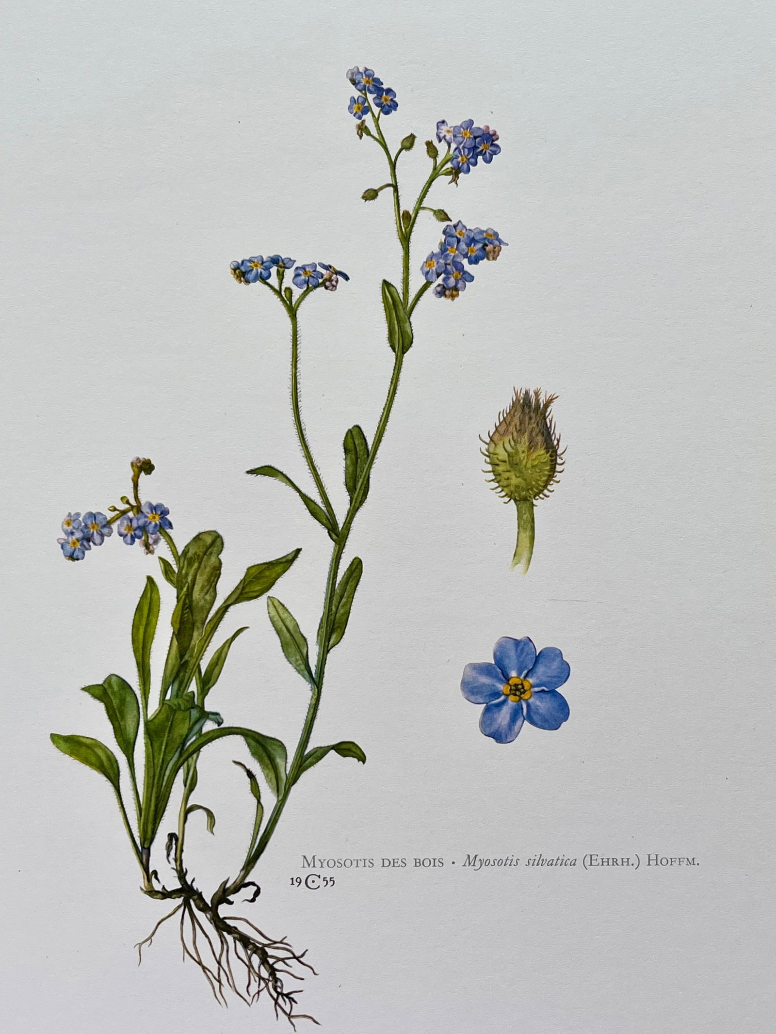 BOTANICAL PRINT (1 of 2)