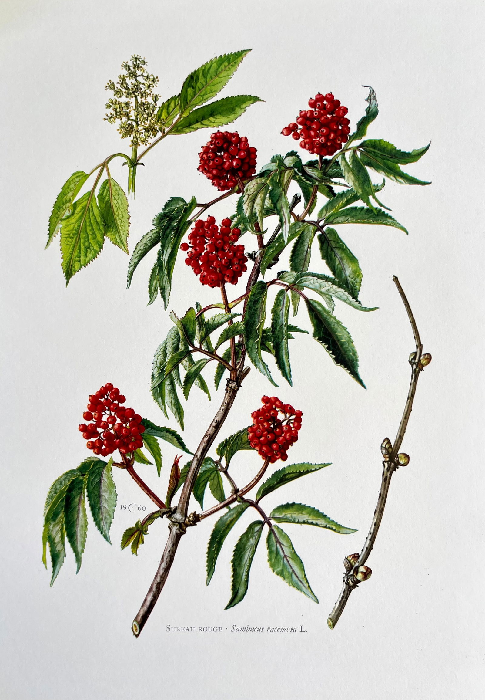 BOTANICAL PRINT: FRENCH TEXT IN VERSO. SIZE: 10.5 X 7.5 INCHES. UNFRAMED. PRINTED IN 1957. SHIPPING IN THE U.S VIA USPS PRIORITY MAIL $16. WE COMBINE SHIPPING.