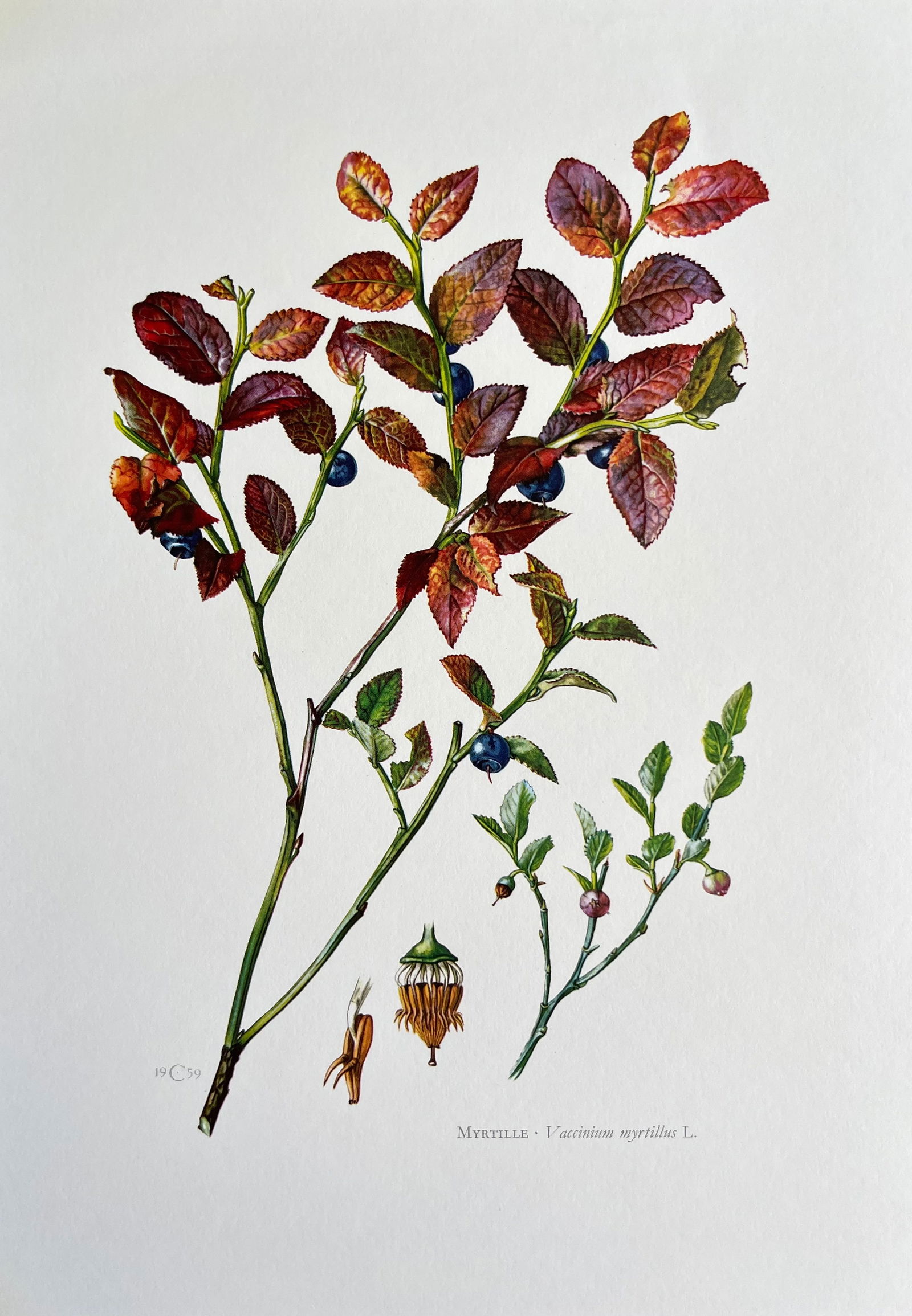 BOTANICAL PRINT: FRENCH TEXT IN VERSO. SIZE: 10.5 X 7.5 INCHES. UNFRAMED. PRINTED IN 1957. SHIPPING IN THE U.S VIA USPS PRIORITY MAIL $16. WE COMBINE SHIPPING.