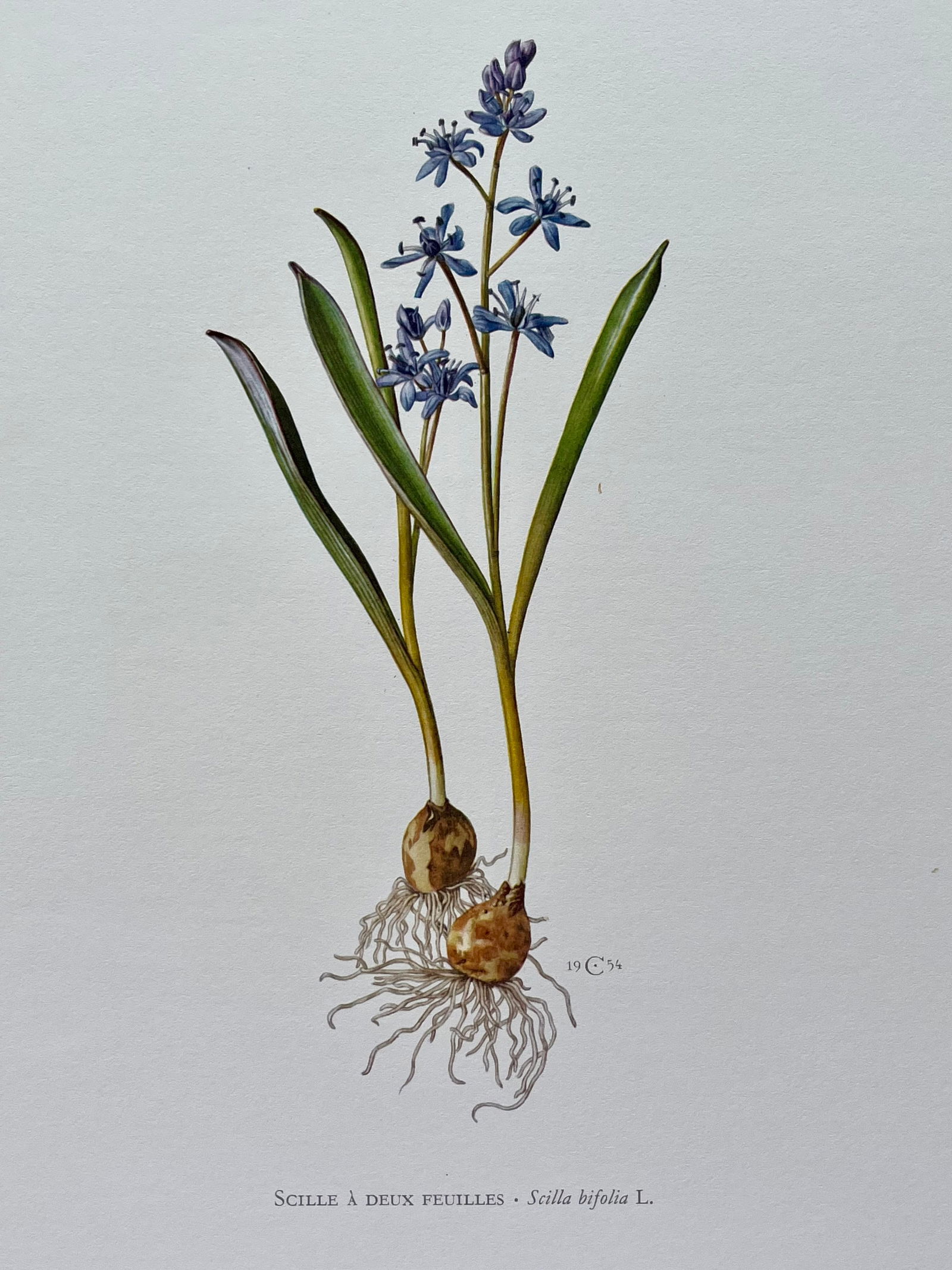 BOTANICAL PRINT: FRENCH TEXT IN VERSO. SIZE: 10.5 X 7.5 INCHES. UNFRAMED. PRINTED IN 1957. SHIPPING IN THE U.S VIA USPS PRIORITY MAIL $16. WE COMBINE SHIPPING.