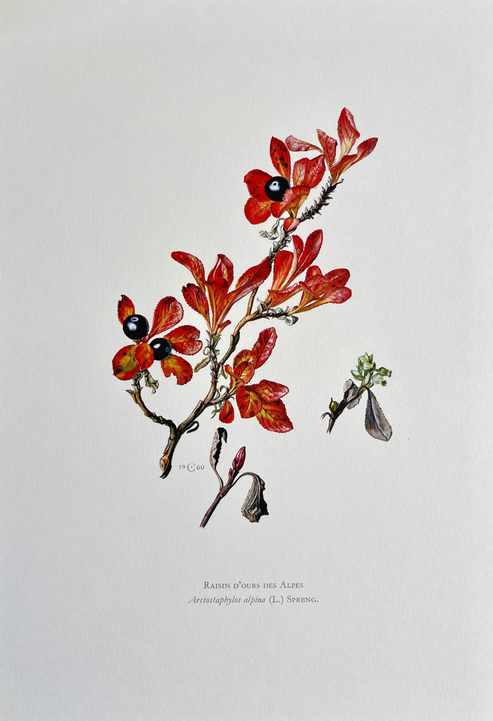 BOTANICAL PRINT: FRENCH TEXT IN VERSO. SIZE: 10.5 X 7.5 INCHES. UNFRAMED. PRINTED IN 1957. SHIPPING IN THE U.S VIA USPS PRIORITY MAIL $16. WE COMBINE SHIPPING.