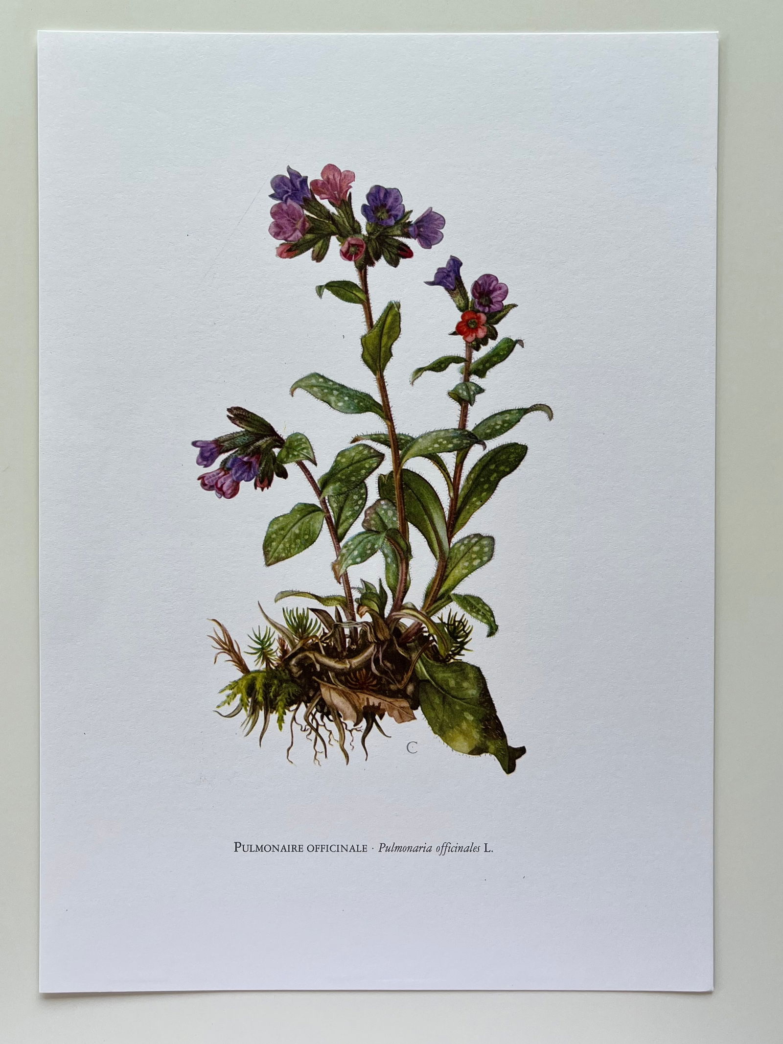 BOTANICAL PRINT - 2