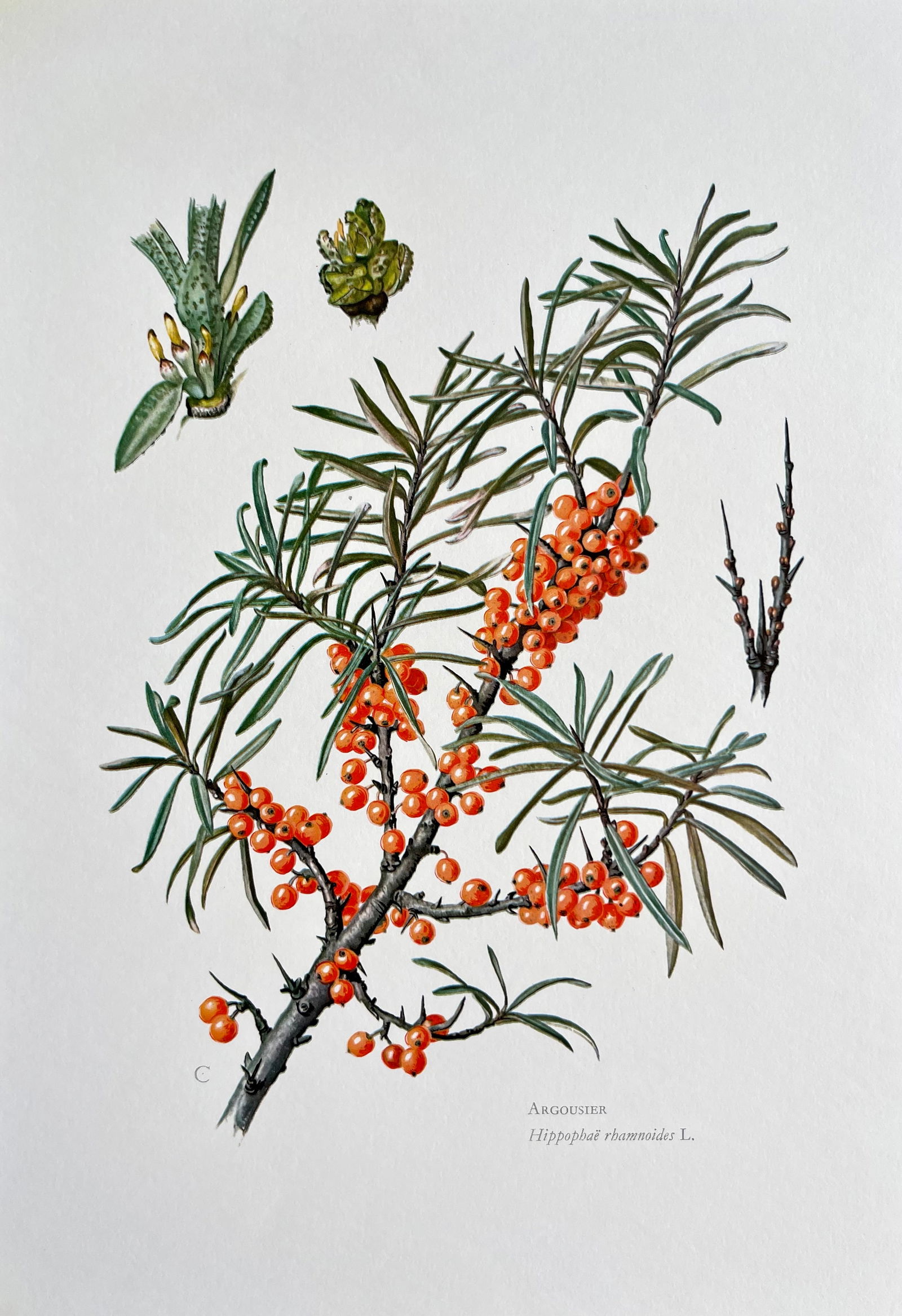 BOTANICAL PRINT: FRENCH TEXT IN VERSO. SIZE: 10.5 X 7.5 INCHES. UNFRAMED. PRINTED IN 1957. SHIPPING IN THE U.S VIA USPS PRIORITY MAIL $16. WE COMBINE SHIPPING.