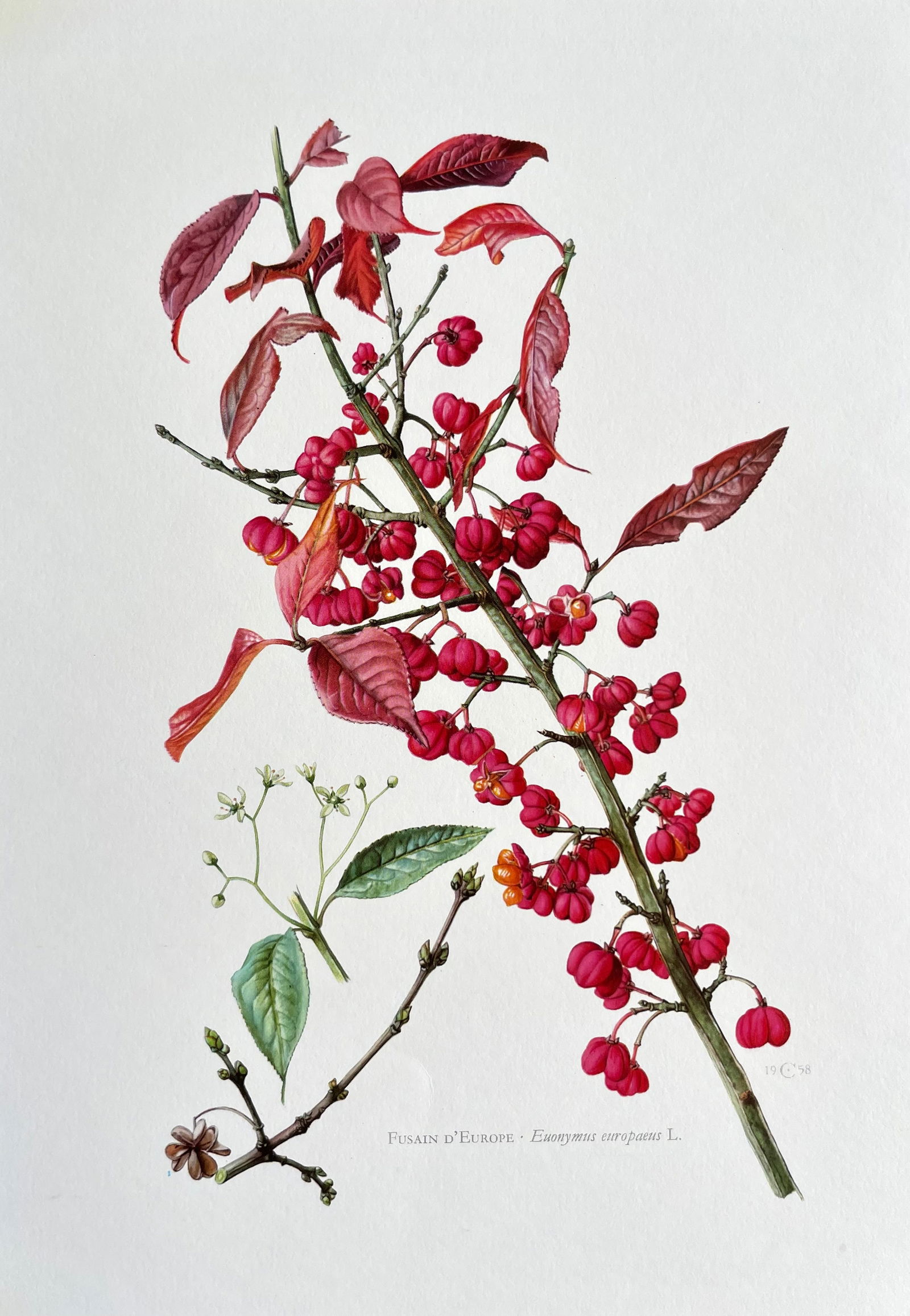 BOTANICAL PRINT: FRENCH TEXT IN VERSO. SIZE: 10.5 X 7.5 INCHES. UNFRAMED. PRINTED IN 1957. SHIPPING IN THE U.S VIA USPS PRIORITY MAIL $16. WE COMBINE SHIPPING.