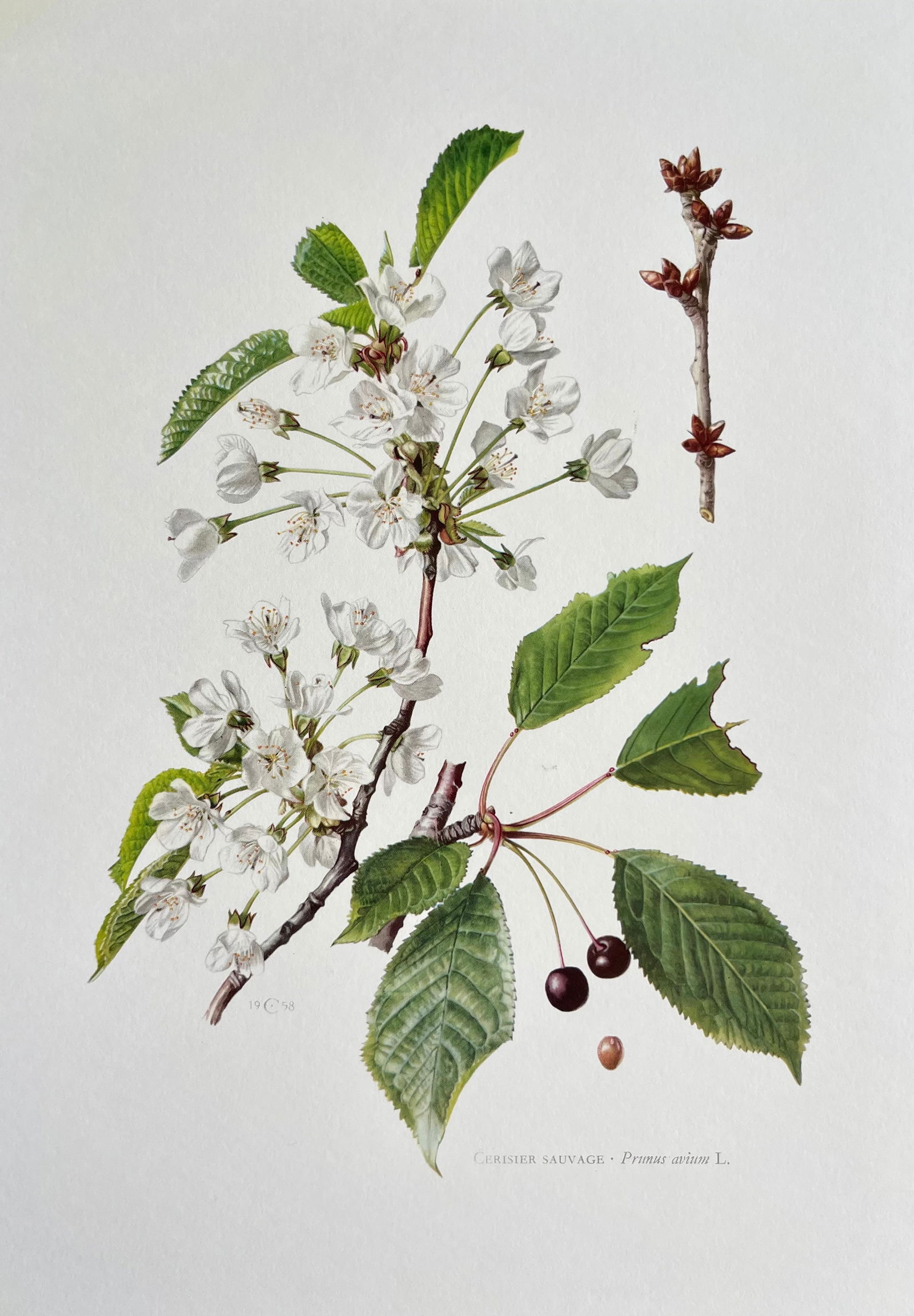 BOTANICAL PRINT: FRENCH TEXT IN VERSO. SIZE: 10.5 X 7.5 INCHES. UNFRAMED. PRINTED IN 1957. SHIPPING IN THE U.S VIA USPS PRIORITY MAIL $16. WE COMBINE SHIPPING.