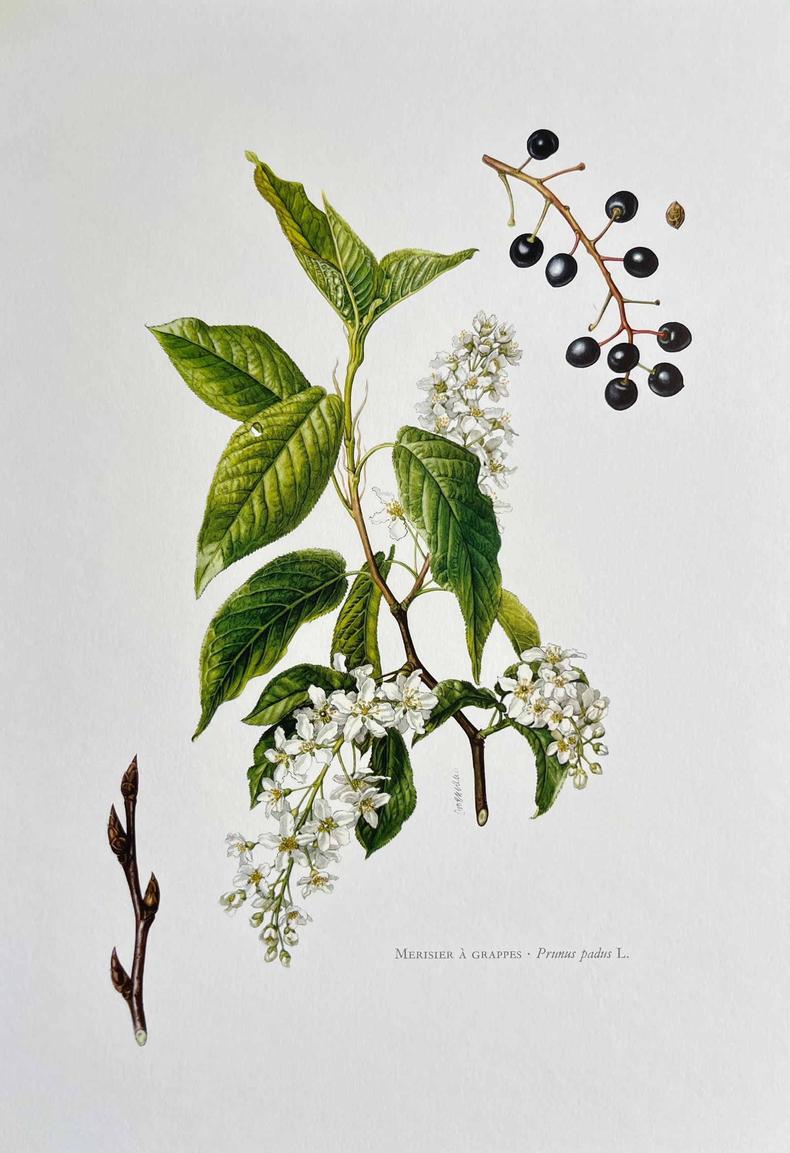 BOTANICAL PRINT: FRENCH TEXT IN VERSO. SIZE: 10.5 X 7.5 INCHES. UNFRAMED. PRINTED IN 1957. SHIPPING IN THE U.S VIA USPS PRIORITY MAIL $16. WE COMBINE SHIPPING.