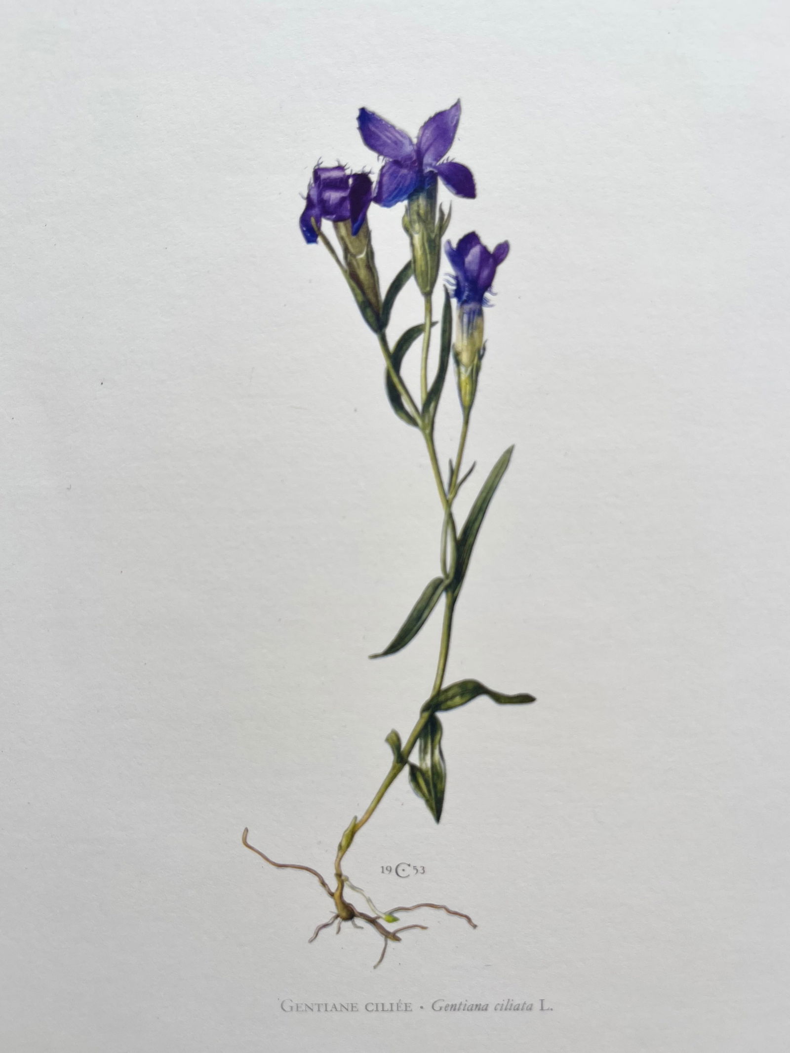 BOTANICAL PRINT: FRENCH TEXT IN VERSO. SIZE: 10.5 X 7.5 INCHES. UNFRAMED. PRINTED IN 1957. SHIPPING IN THE U.S VIA USPS PRIORITY MAIL $16. WE COMBINE SHIPPING.