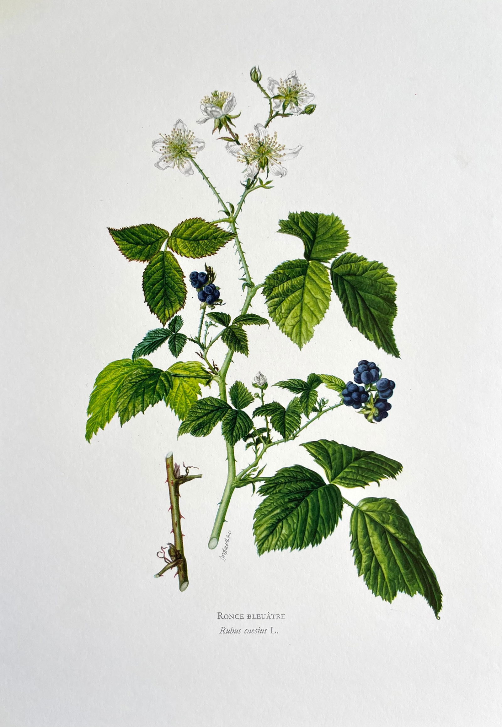 BOTANICAL PRINT: FRENCH TEXT IN VERSO. SIZE: 10.5 X 7.5 INCHES. UNFRAMED. PRINTED IN 1957. SHIPPING IN THE U.S VIA USPS PRIORITY MAIL $16. WE COMBINE SHIPPING.