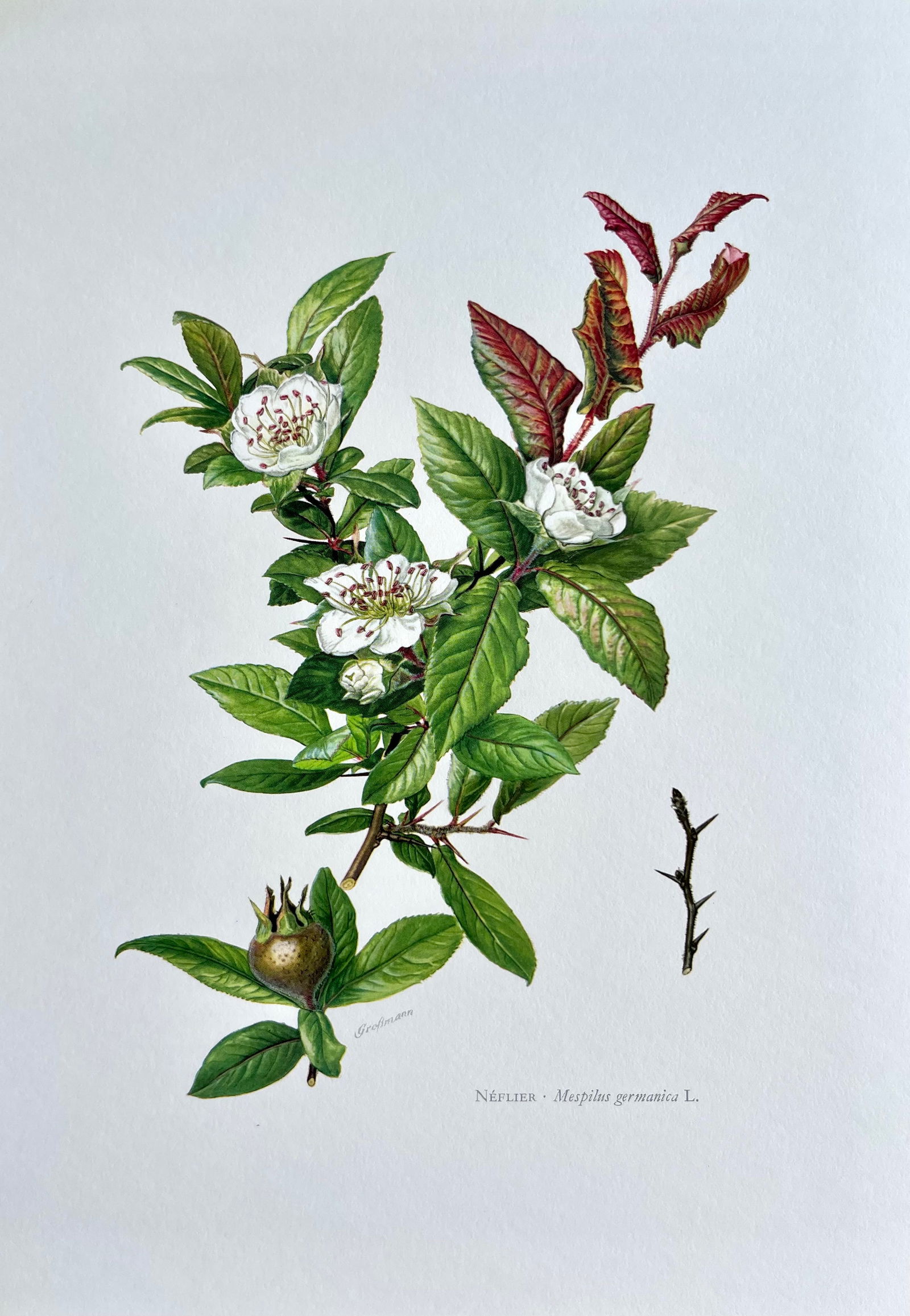 BOTANICAL PRINT: FRENCH TEXT IN VERSO. SIZE: 10.5 X 7.5 INCHES. UNFRAMED. PRINTED IN 1957. SHIPPING IN THE U.S VIA USPS PRIORITY MAIL $16. WE COMBINE SHIPPING.