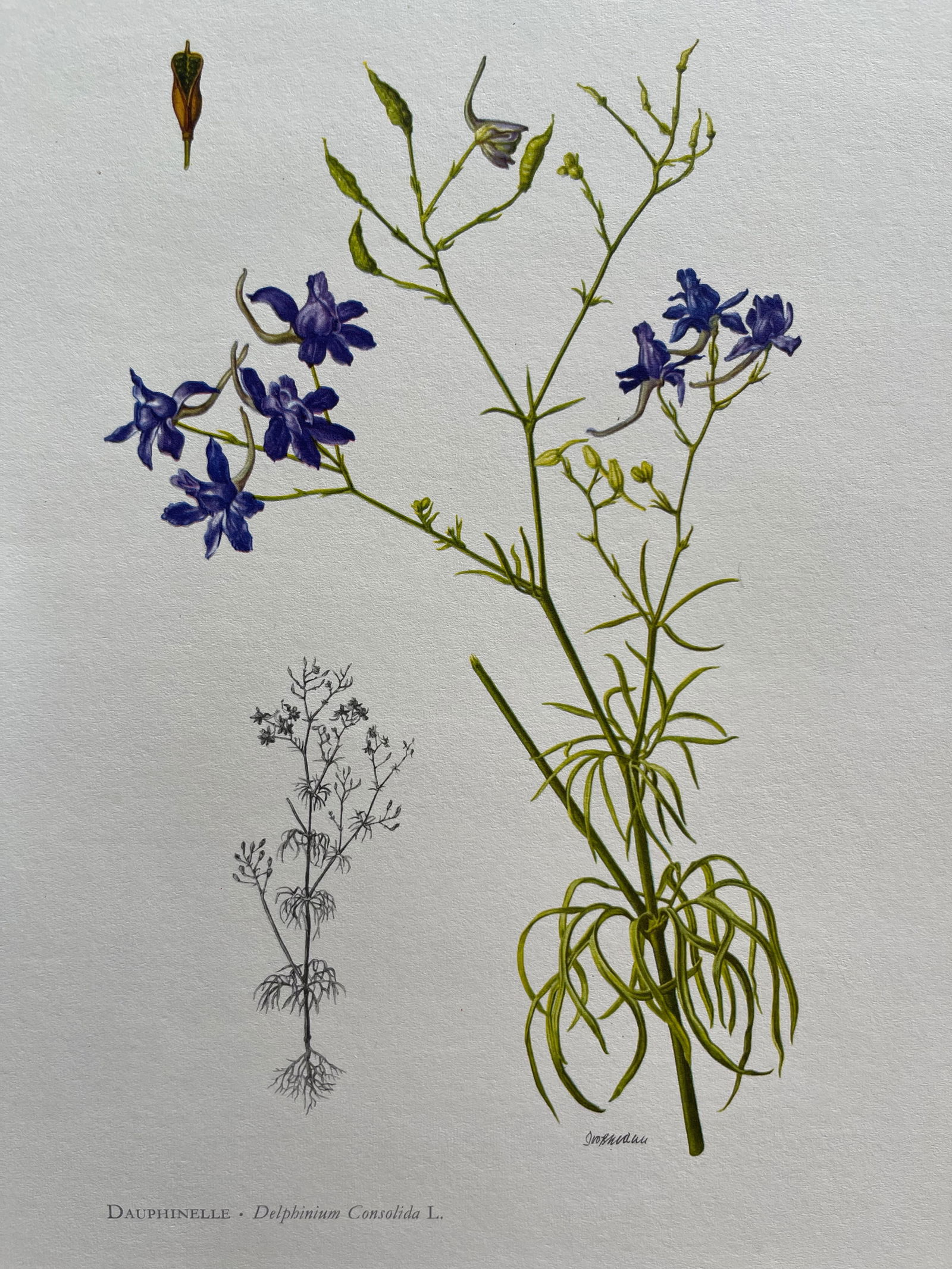 BOTANICAL PRINT: FRENCH TEXT IN VERSO. SIZE: 10.5 X 7.5 INCHES. UNFRAMED. PRINTED IN 1957. SHIPPING IN THE U.S VIA USPS PRIORITY MAIL $16. WE COMBINE SHIPPING.