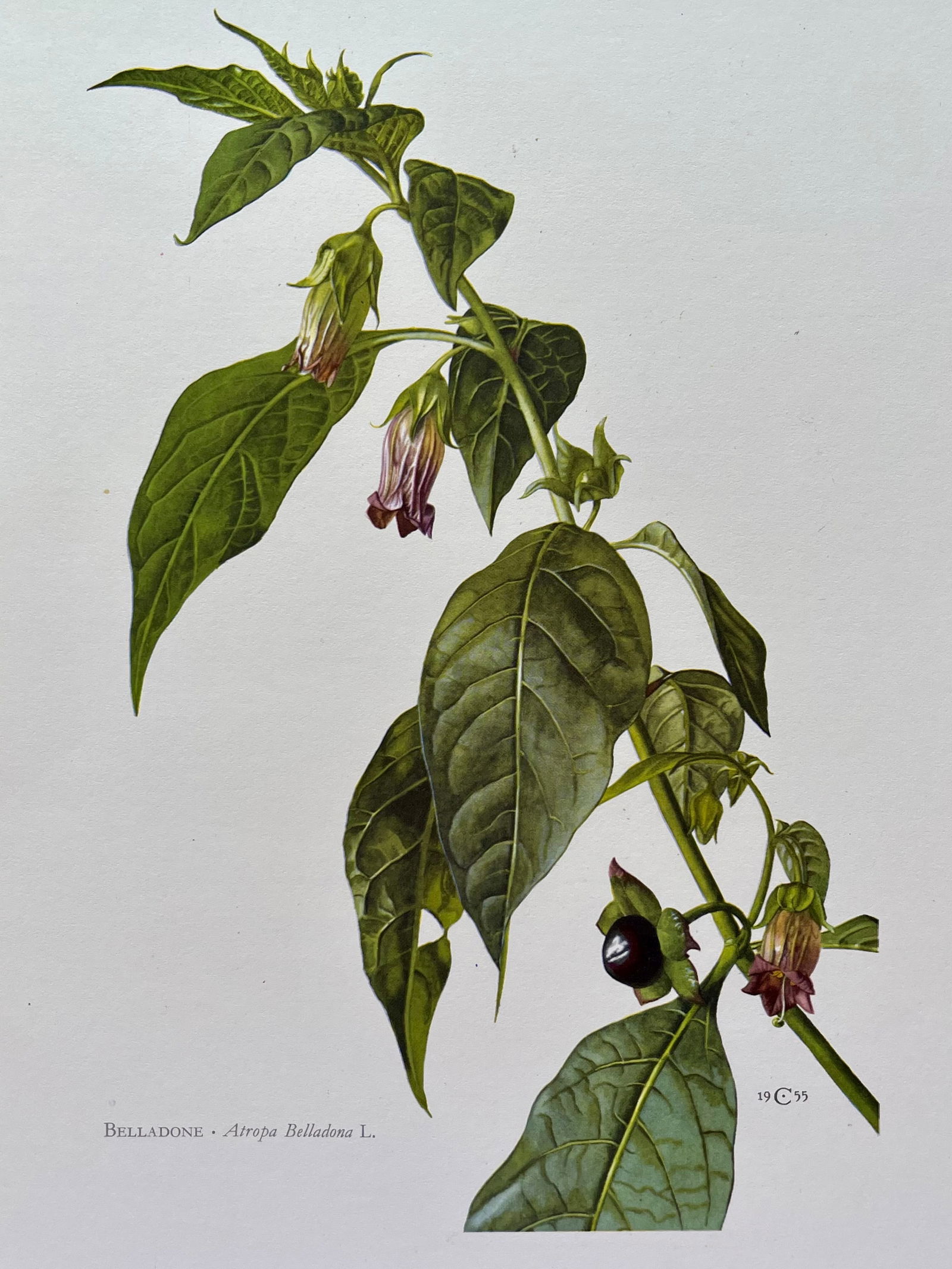 BOTANICAL PRINT: FRENCH TEXT IN VERSO. SIZE: 10.5 X 7.5 INCHES. UNFRAMED. PRINTED IN 1957. SHIPPING IN THE U.S VIA USPS PRIORITY MAIL $16. WE COMBINE SHIPPING.