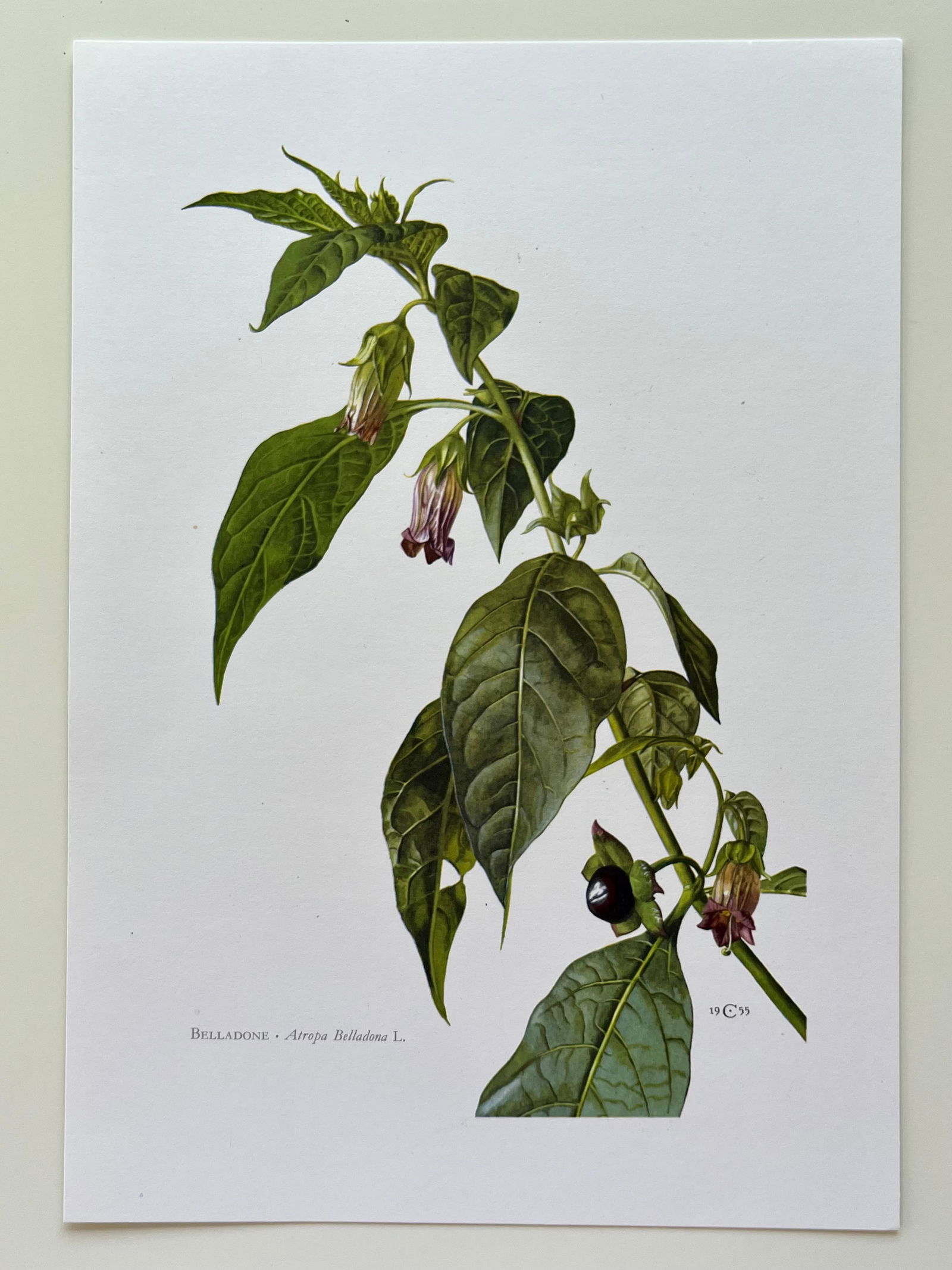 BOTANICAL PRINT - 2