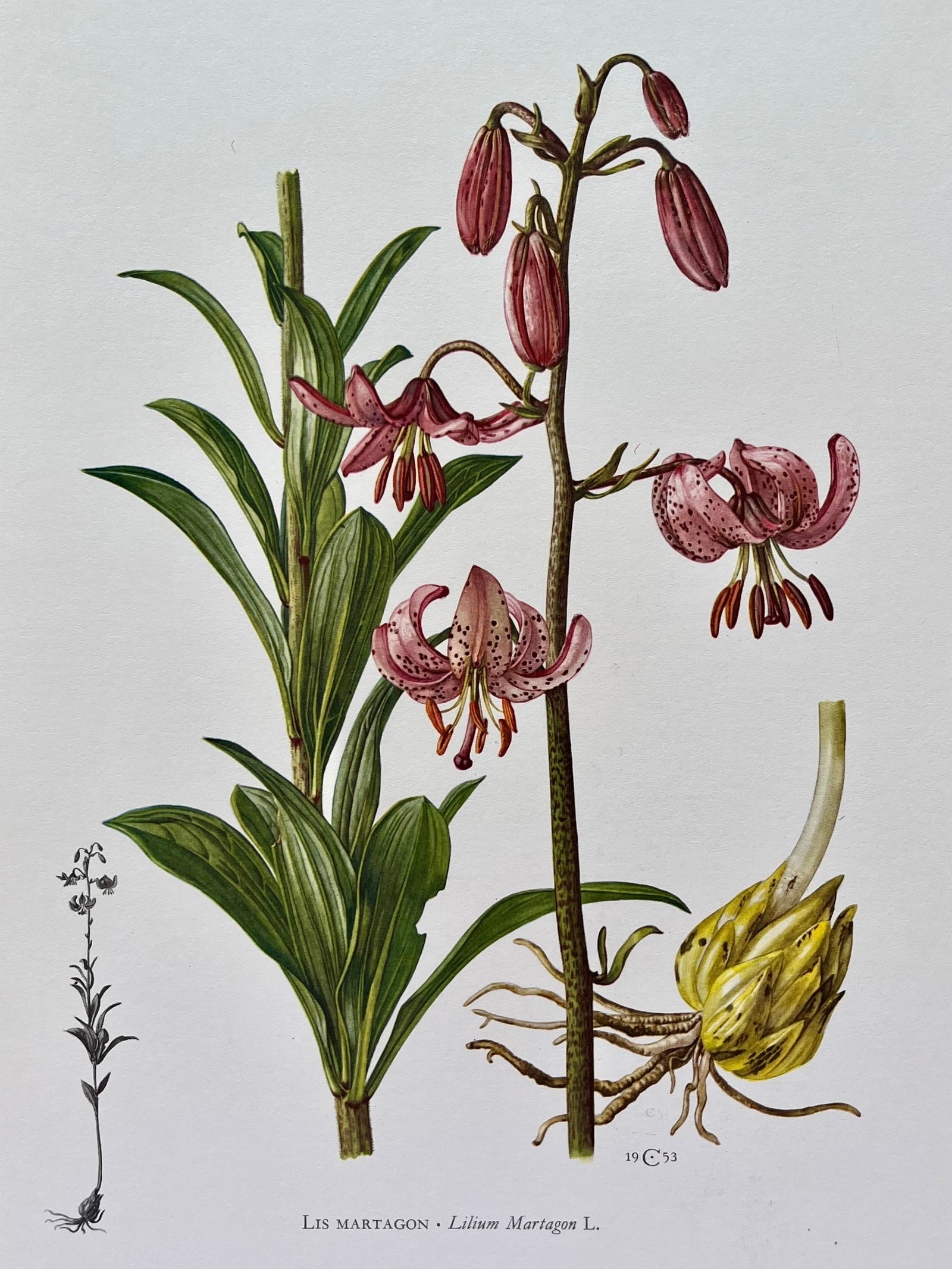 BOTANICAL PRINT (1 of 2)