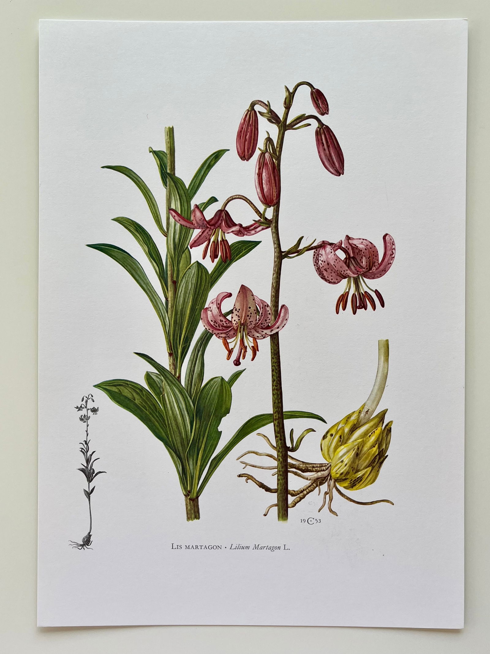 BOTANICAL PRINT - 2