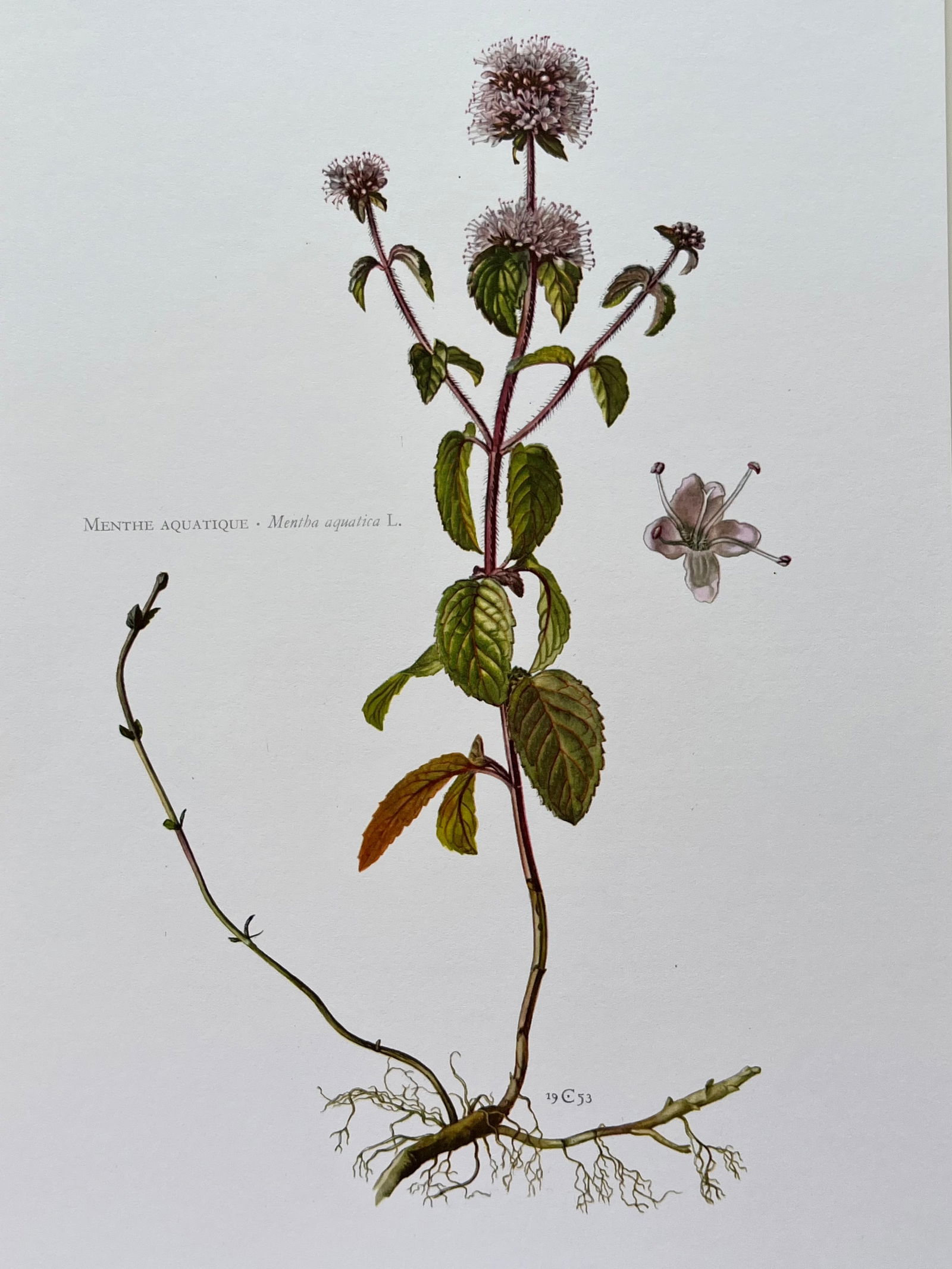 BOTANICAL PRINT: FRENCH TEXT IN VERSO. SIZE: 10.5 X 7.5 INCHES. UNFRAMED. PRINTED IN 1957. SHIPPING IN THE U.S VIA USPS PRIORITY MAIL $16. WE COMBINE SHIPPING.