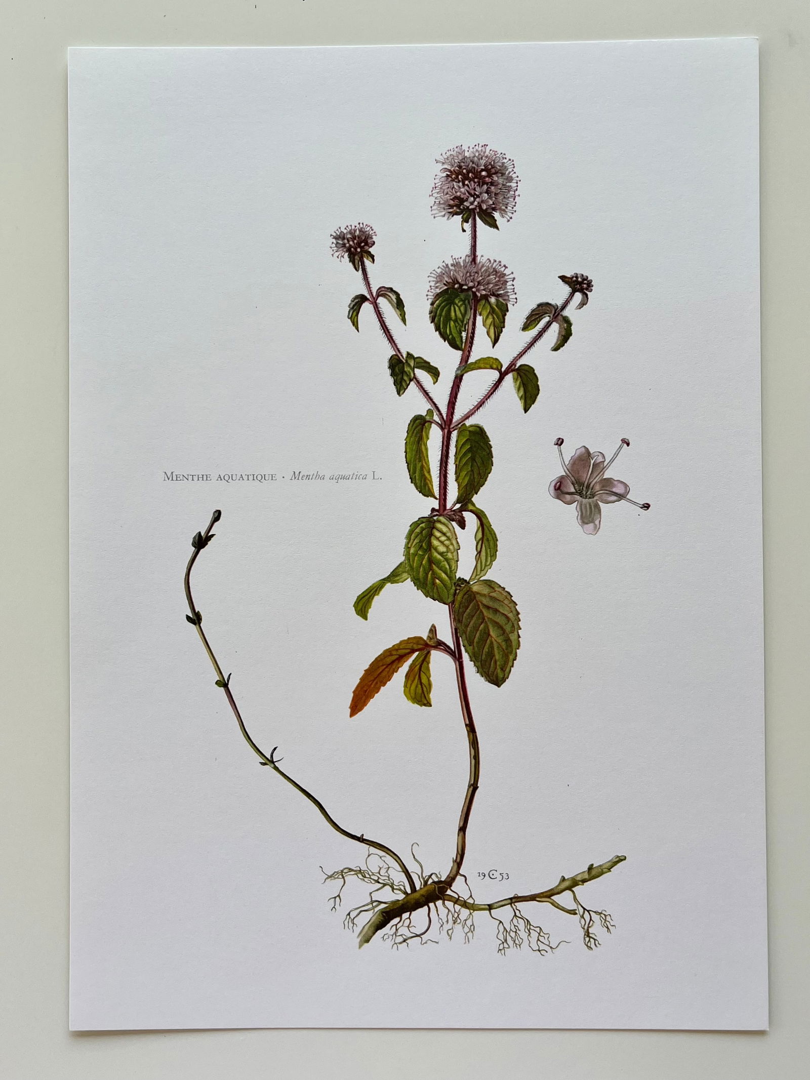 BOTANICAL PRINT - 2