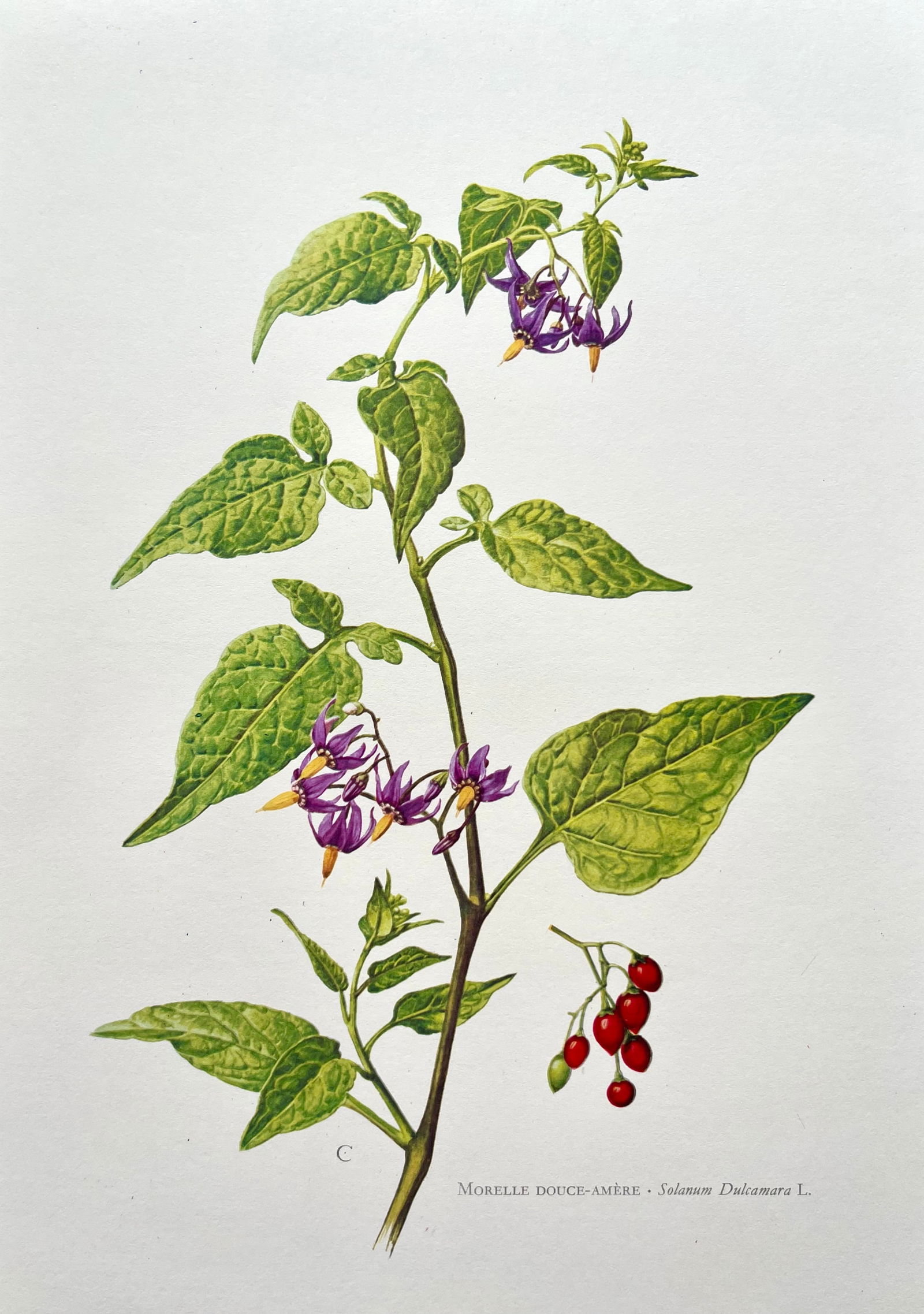 BOTANICAL PRINT: FRENCH TEXT IN VERSO. SIZE: 10.5 X 7.5 INCHES. UNFRAMED. PRINTED IN 1957. SHIPPING IN THE U.S VIA USPS PRIORITY MAIL $16. WE COMBINE SHIPPING.