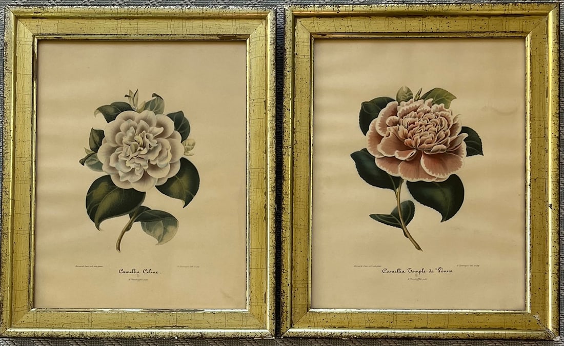 Pair Antique Camellia Botanical Lithographs – Verschaffelt – Gilt Frames: Beautiful antique botanical lithographs depicting Camellia Céline and Camellia Temple de Vénus, after the celebrated 19th-century Belgian horticulturist Ambroise Verschaffelt.These chromolithographs