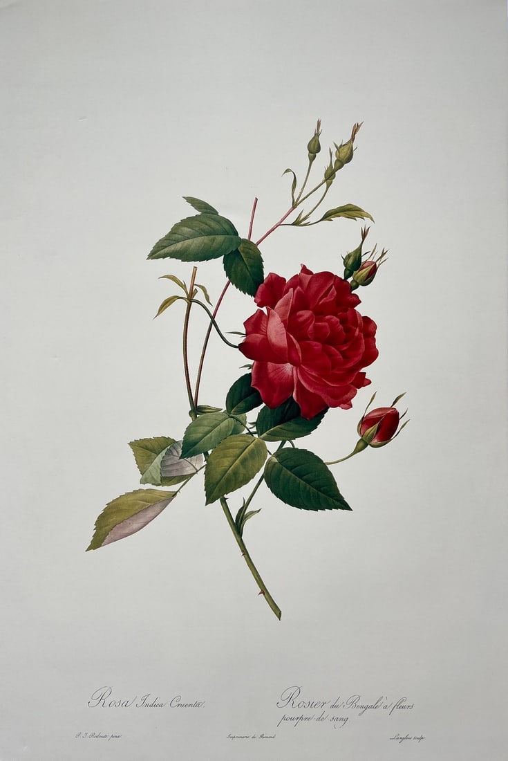 VINTAGE PIERRE JOSEPH REDOUTE PRINT - ROSA INDICA CRUENTA: SIZE: 16 X 24 INCHES. UNFRAMED. SHIPPING IN THE U.S VIA USPS PRIORITY MAIL 20