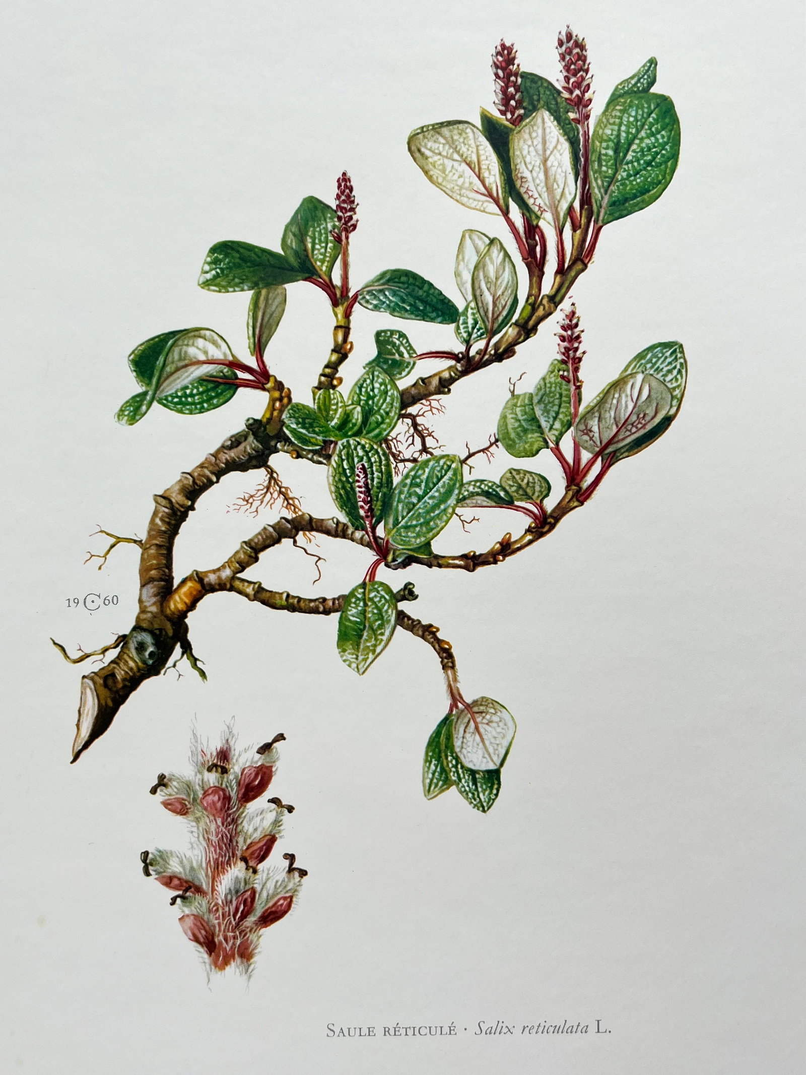 BOTANICAL PRINT (1 of 2)