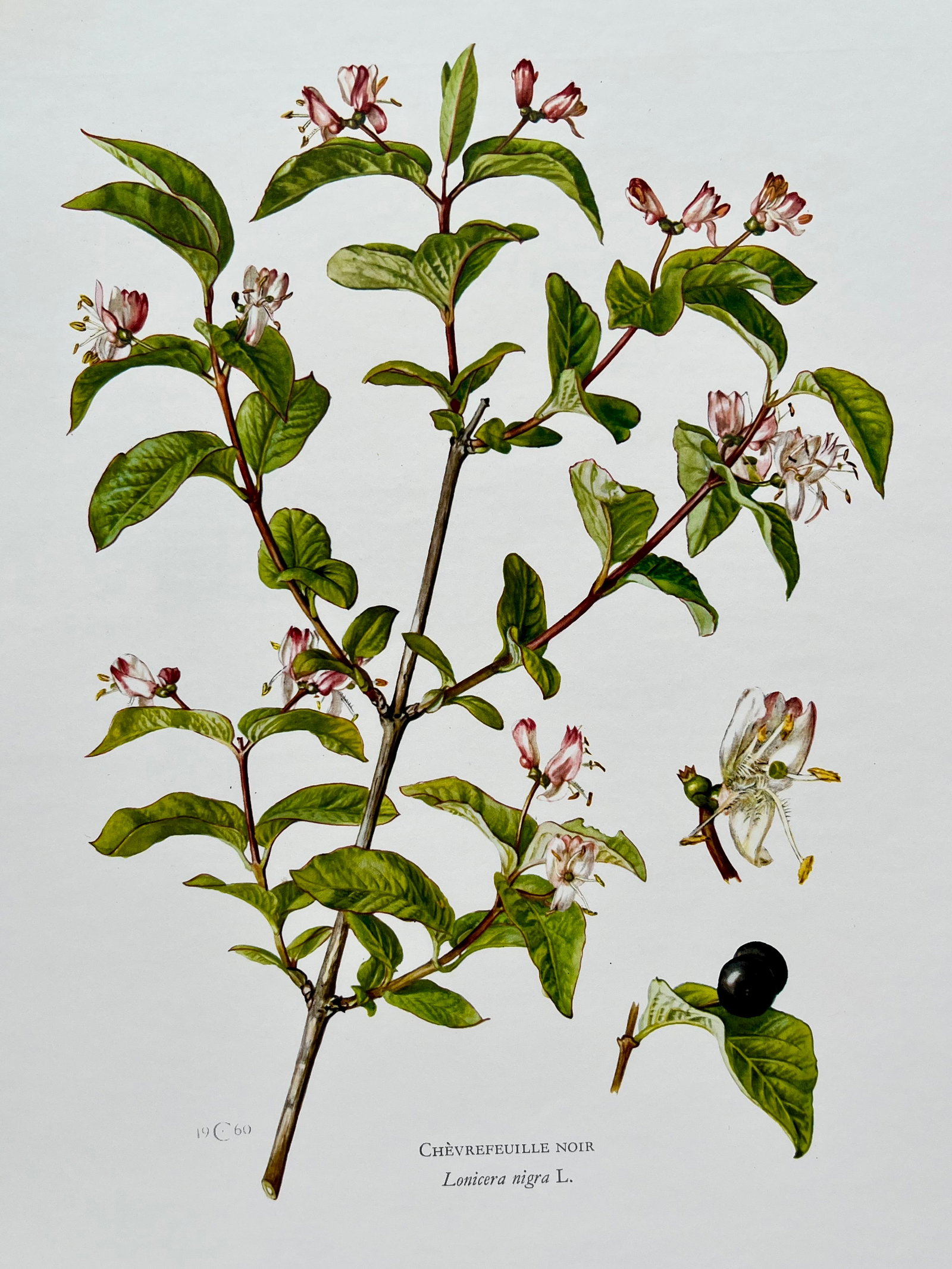 BOTANICAL PRINT (1 of 2)