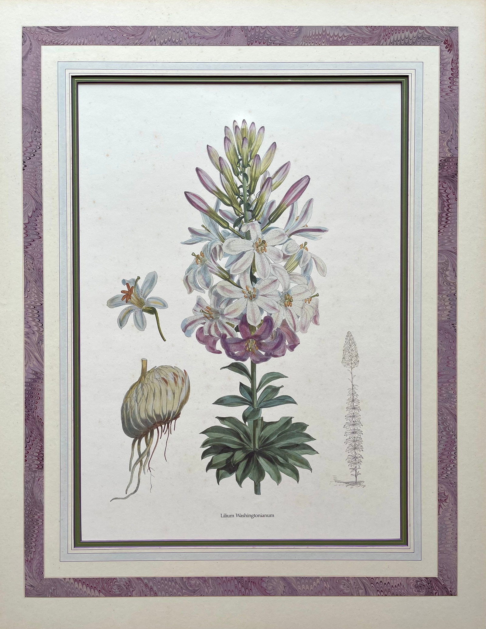 Large Botanical Print H.J Elwes Lilium Washingtonianum W.H Fitch: RARE WALTER H FITCH LILIUM WASHINGTONIANUM BOTANICAL PRINT. PRINT IS MOUNTED, NOT FRAMED. TOTAL MAT SIZE: 25.5 X 33 INCHES APPROX. SHIPPING IN THE U.S VIA USPS PRIORITY MAIL $25