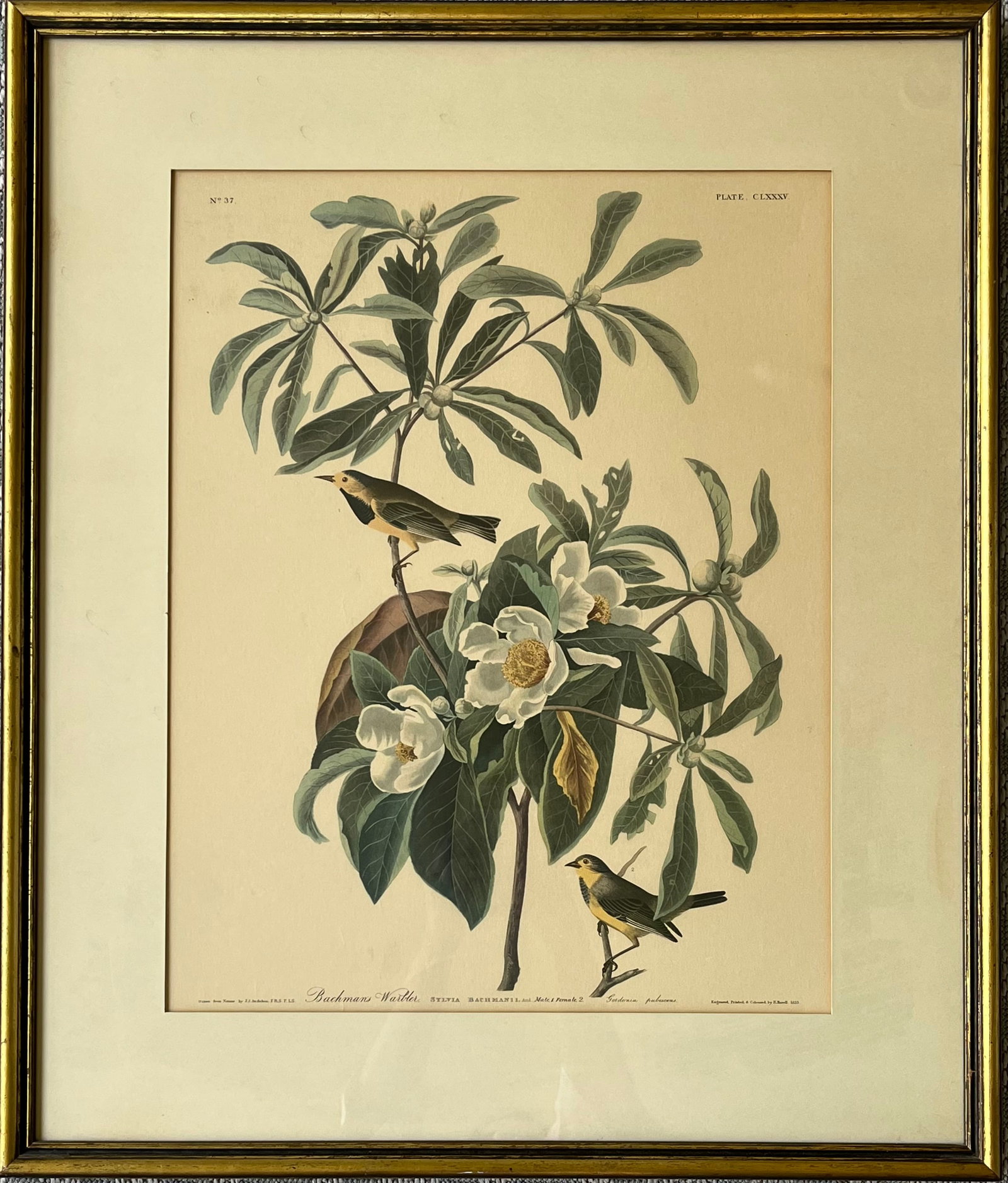 VINTAGE AUDUBON PRINT BACHMAN'S WARBLER FRAMED (1 of 4)