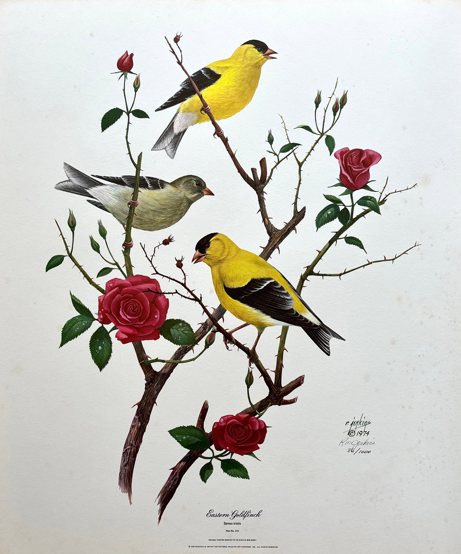 VINTAGE EARL JENKINS SIGNED PRINT "EASTERN GOLDFINCH": PENCIL SIGNED AND NUMBERED VINTAGE PRINT. WATERMARK. SIZE: 20X24 INCHES. UNFRAMED. SHIPPING IN THE U.S VIA USPS PRIORITY MAIL $25