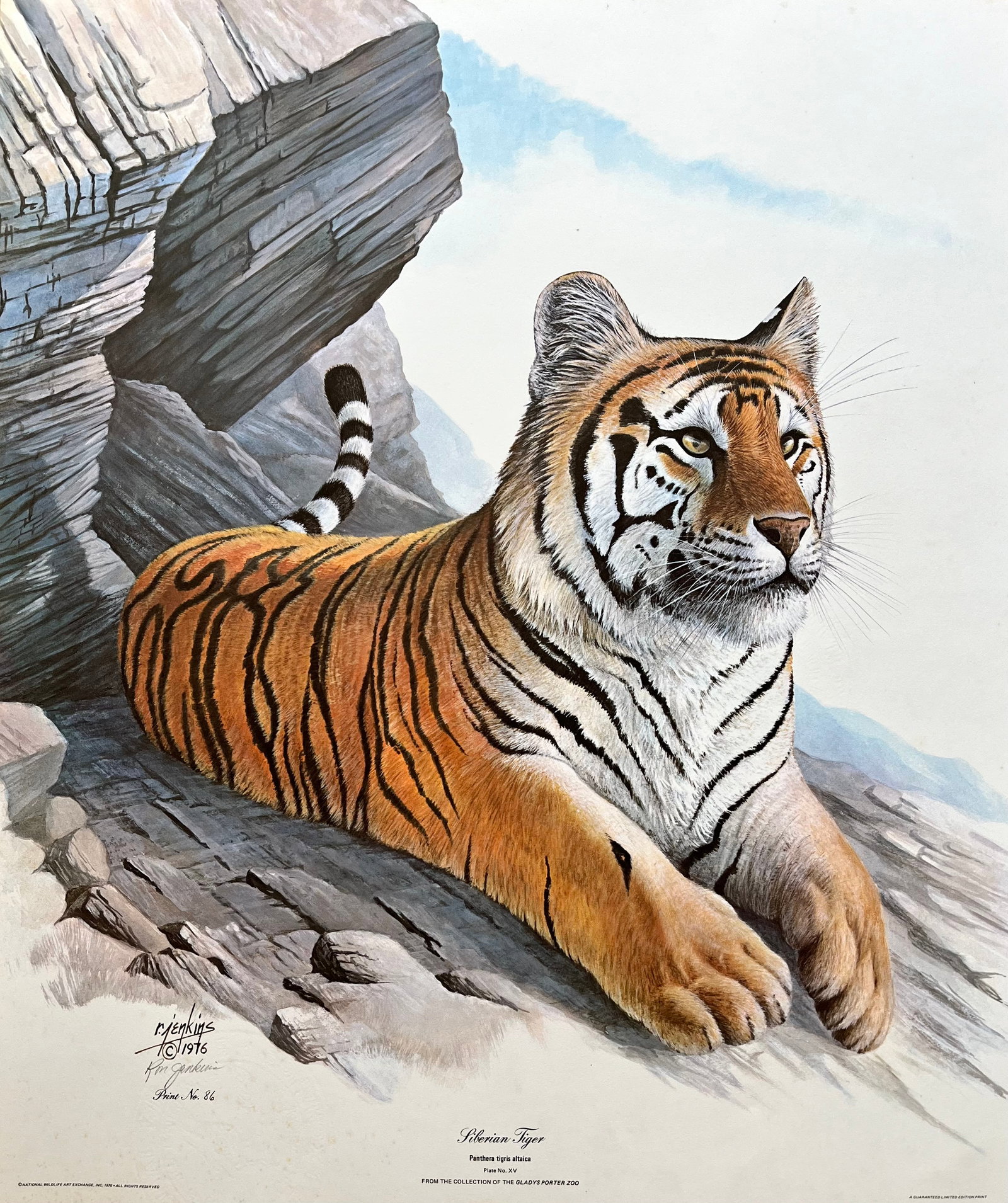 VINTAGE EARL JENKINS SIGNED PRINT "SIBERIAN TIGER": PENCIL SIGNED AND NUMBERED VINTAGE PRINT. WATERMARK. SIZE: 20X24 INCHES. UNFRAMED. SHIPPING IN THE U.S VIA USPS PRIORITY MAIL $25