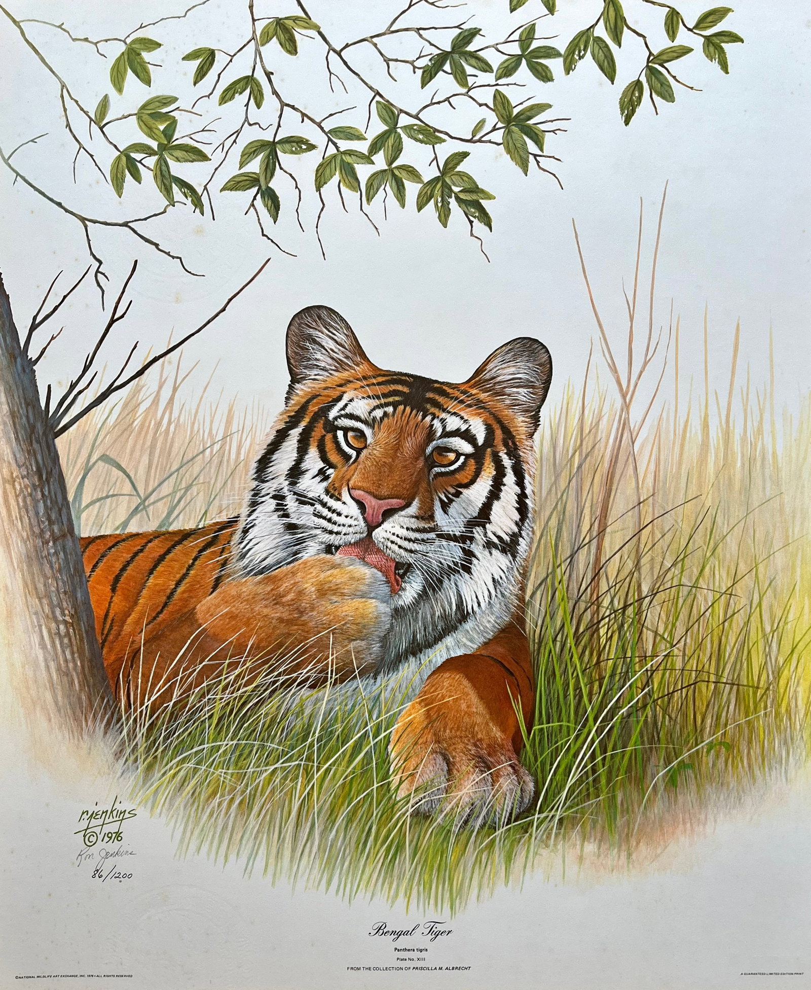 VINTAGE EARL JENKINS SIGNED PRINT "BENGAL TIGER": PENCIL SIGNED AND NUMBERED VINTAGE PRINT. WATERMARK. SIZE: 20X24 INCHES. UNFRAMED. SHIPPING IN THE U.S VIA USPS PRIORITY MAIL $25